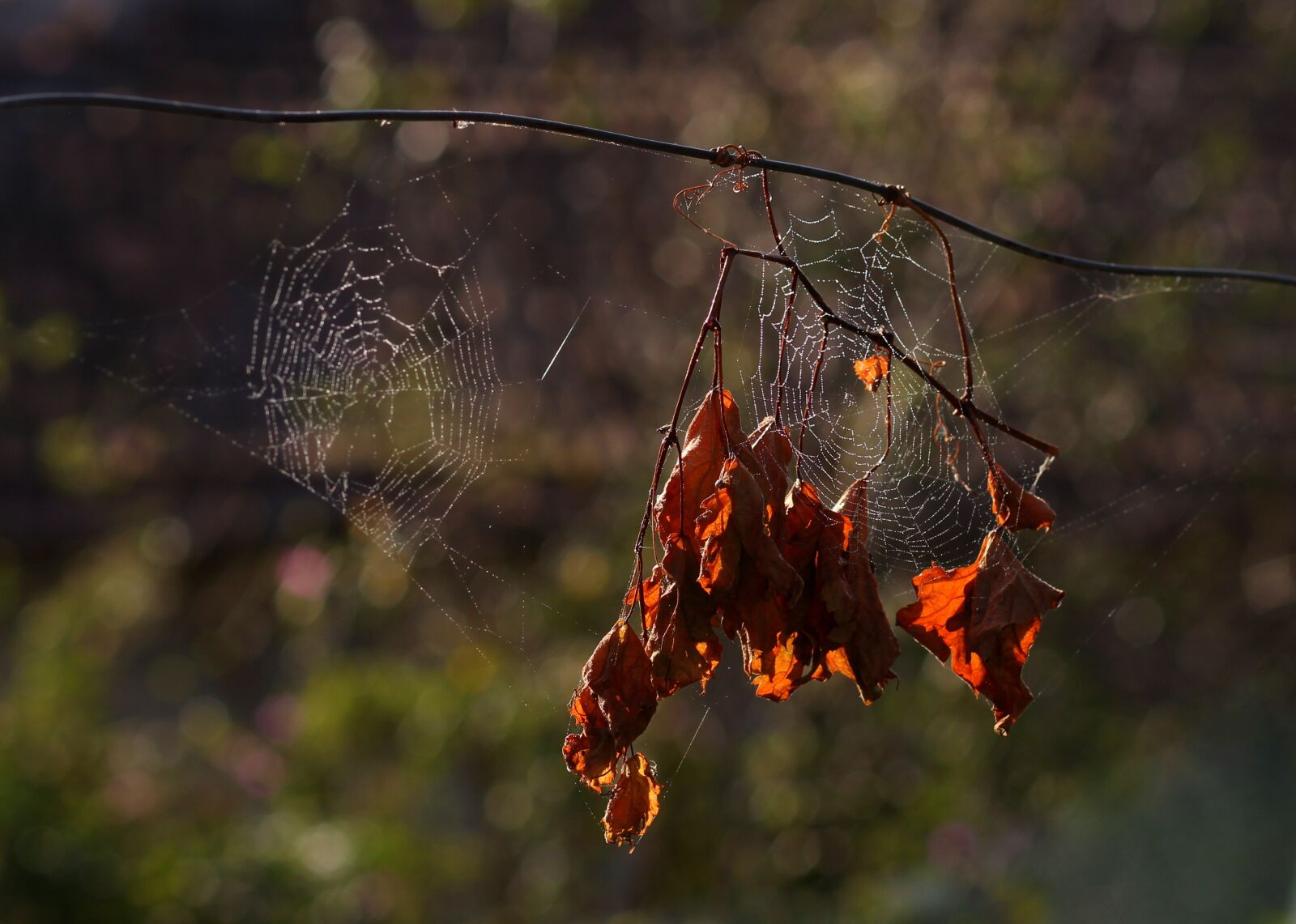 Canon EOS 700D (EOS Rebel T5i / EOS Kiss X7i) + Canon EF 85mm F1.8 USM sample photo. Leaves, spider web, dry photography