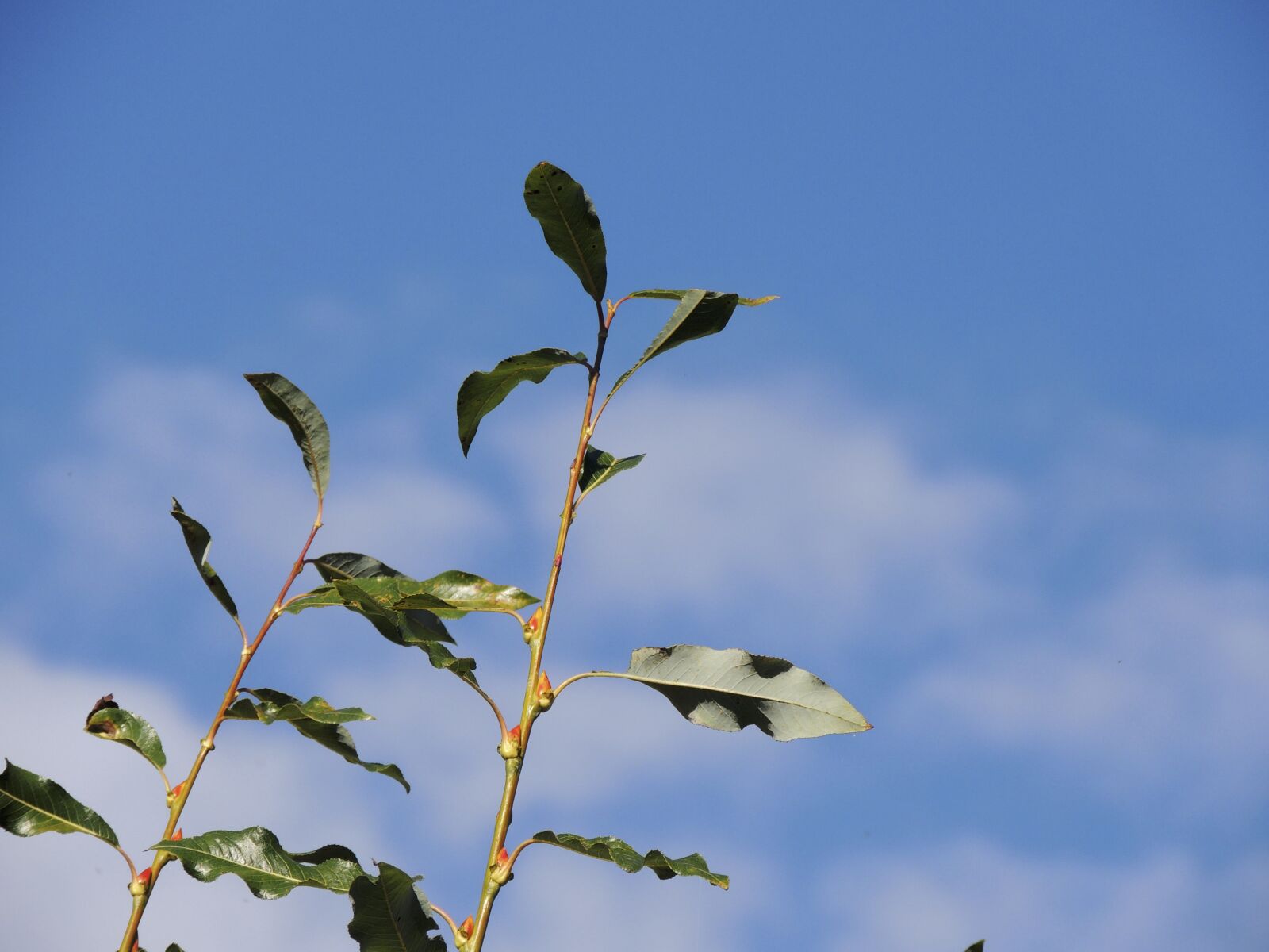 Nikon Coolpix P510 sample photo. Branch, leaves, sky photography