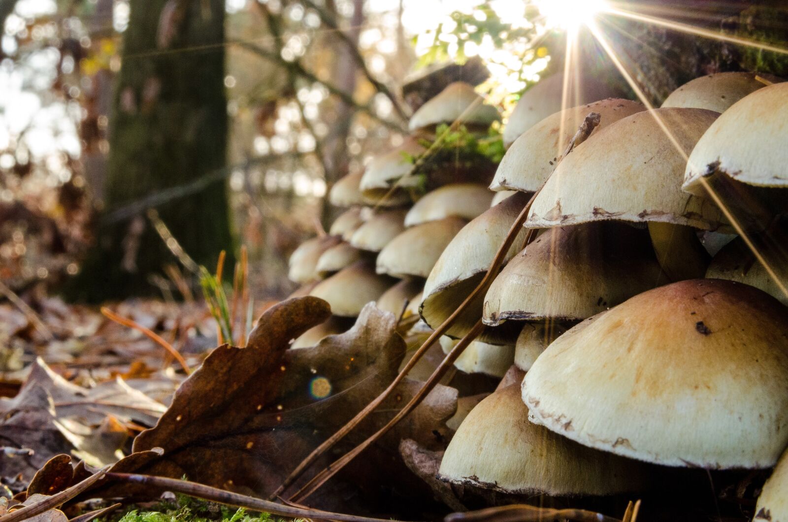 Nikon D7000 sample photo. Forest, green, nature photography