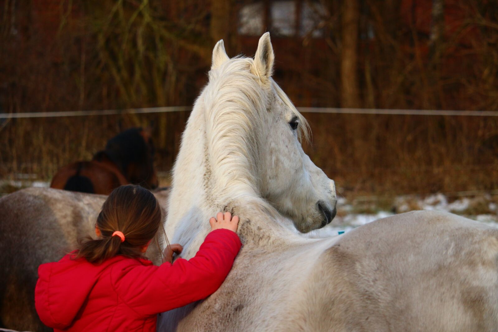 Canon EOS 100D (EOS Rebel SL1 / EOS Kiss X7) sample photo. Horse, mold, girl photography