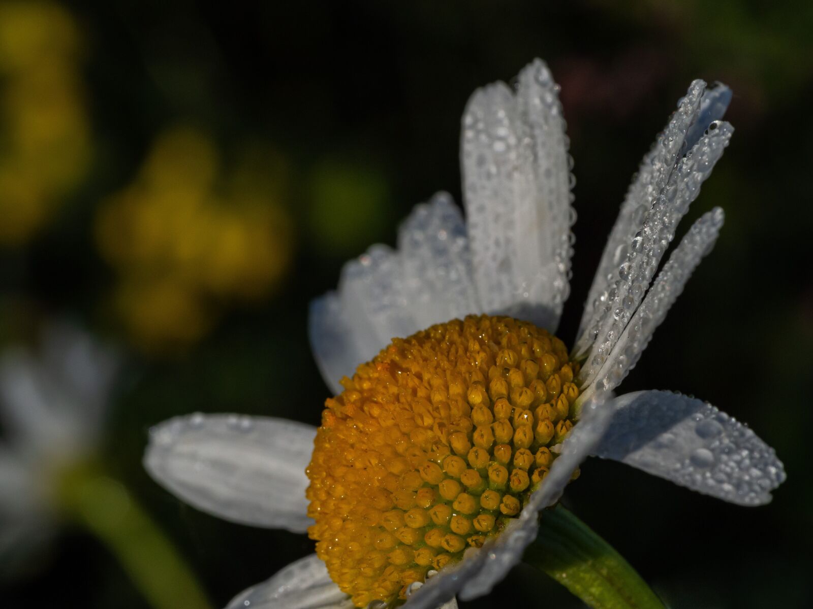 Olympus M.Zuiko Digital ED 60mm F2.8 Macro sample photo. Daisy, flower, close up photography