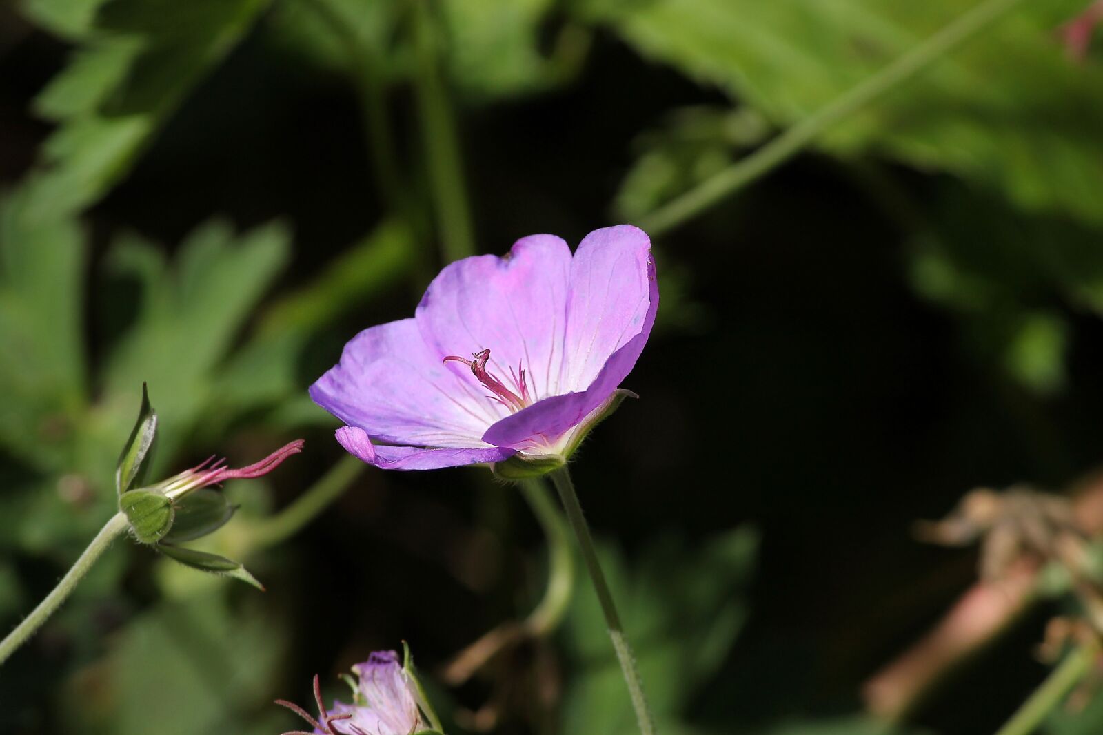 Canon EOS 1100D (EOS Rebel T3 / EOS Kiss X50) sample photo. Meadow cranesbill, geranium pratense photography