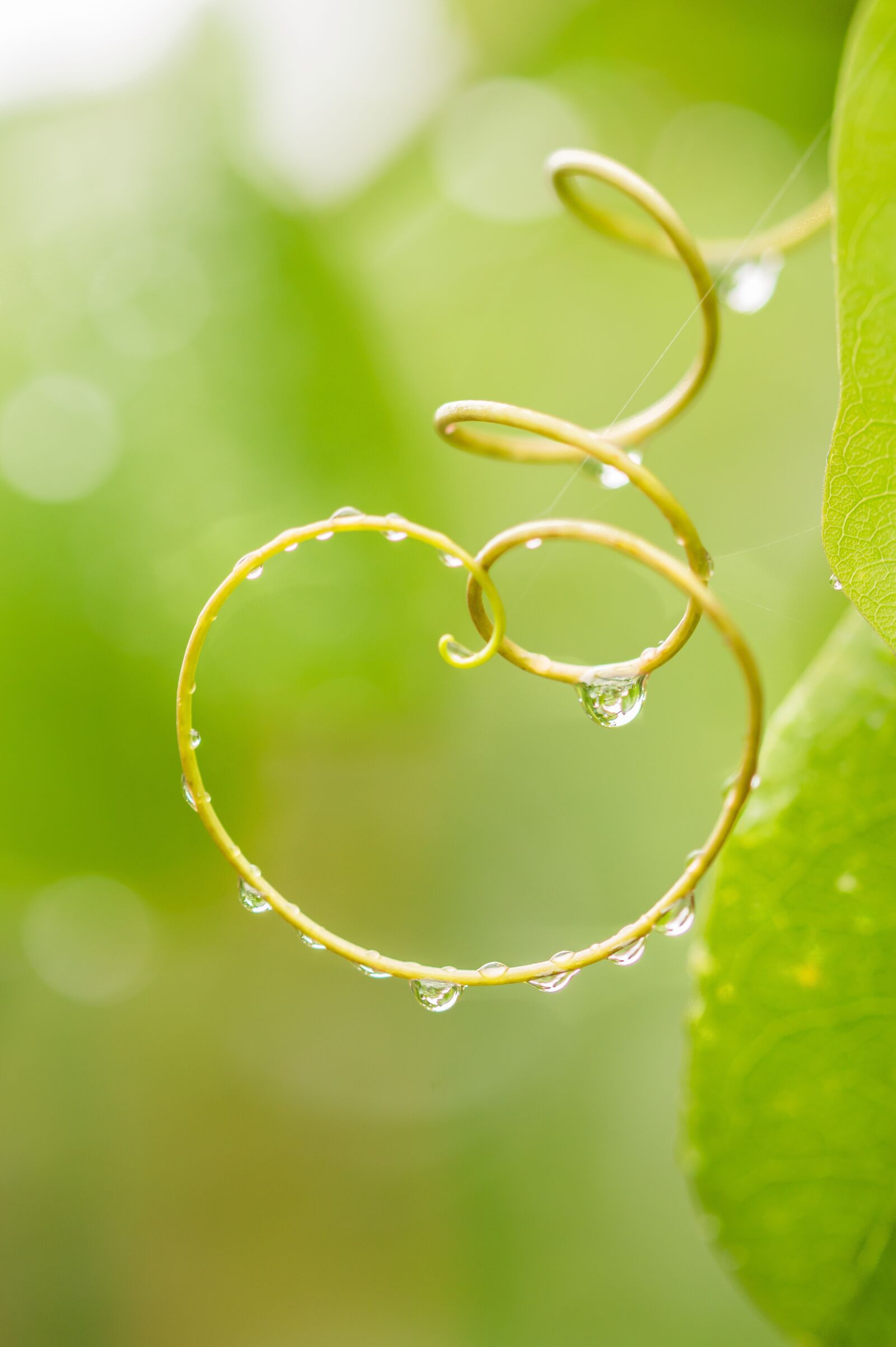 Sony SLT-A58 + 105mm F2.8 sample photo. Water, drops, drop of photography