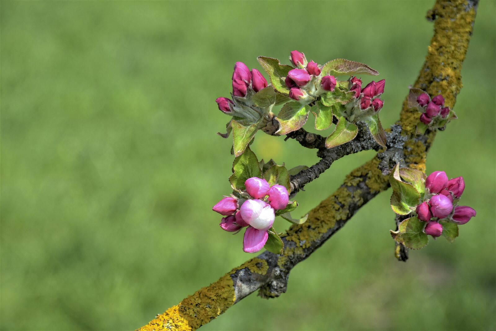 Nikon D7200 sample photo. Apple tree, apple blossom photography