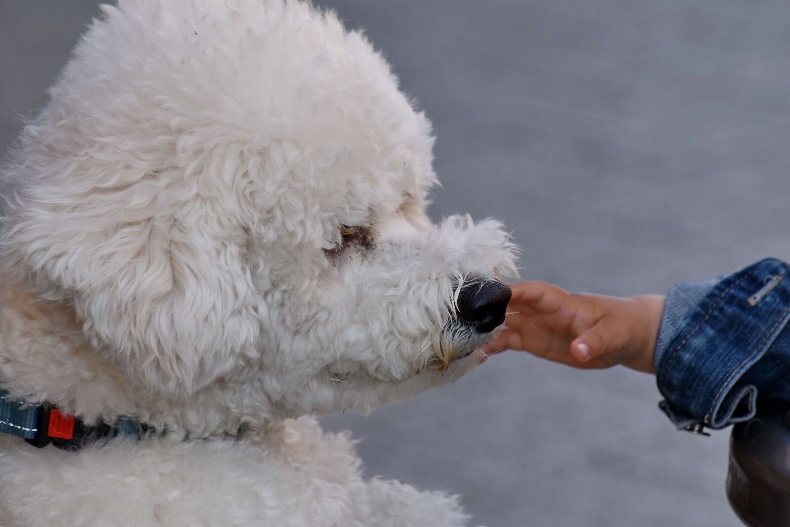 Nikon D5500 sample photo. Child, hand, puppy, white photography