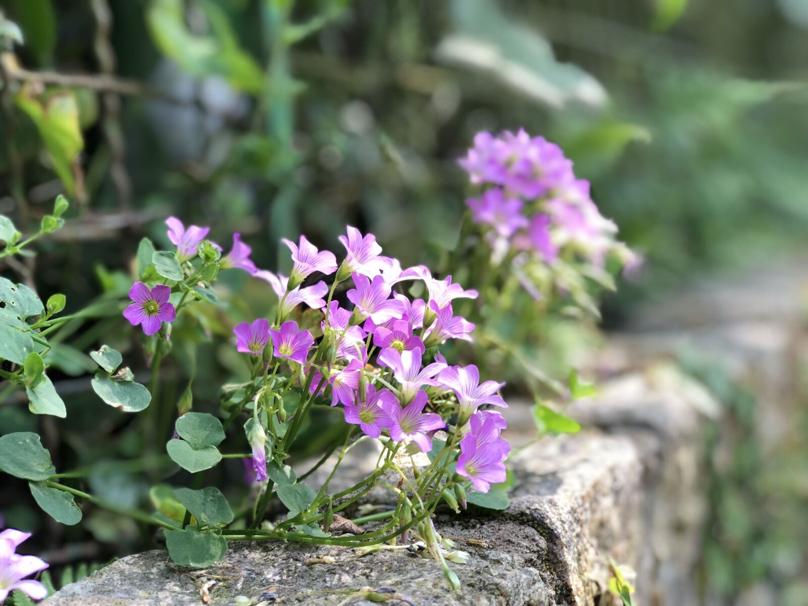 iPhone 8 Plus back dual camera 6.6mm f/2.8 sample photo. Flower, nature, plant photography
