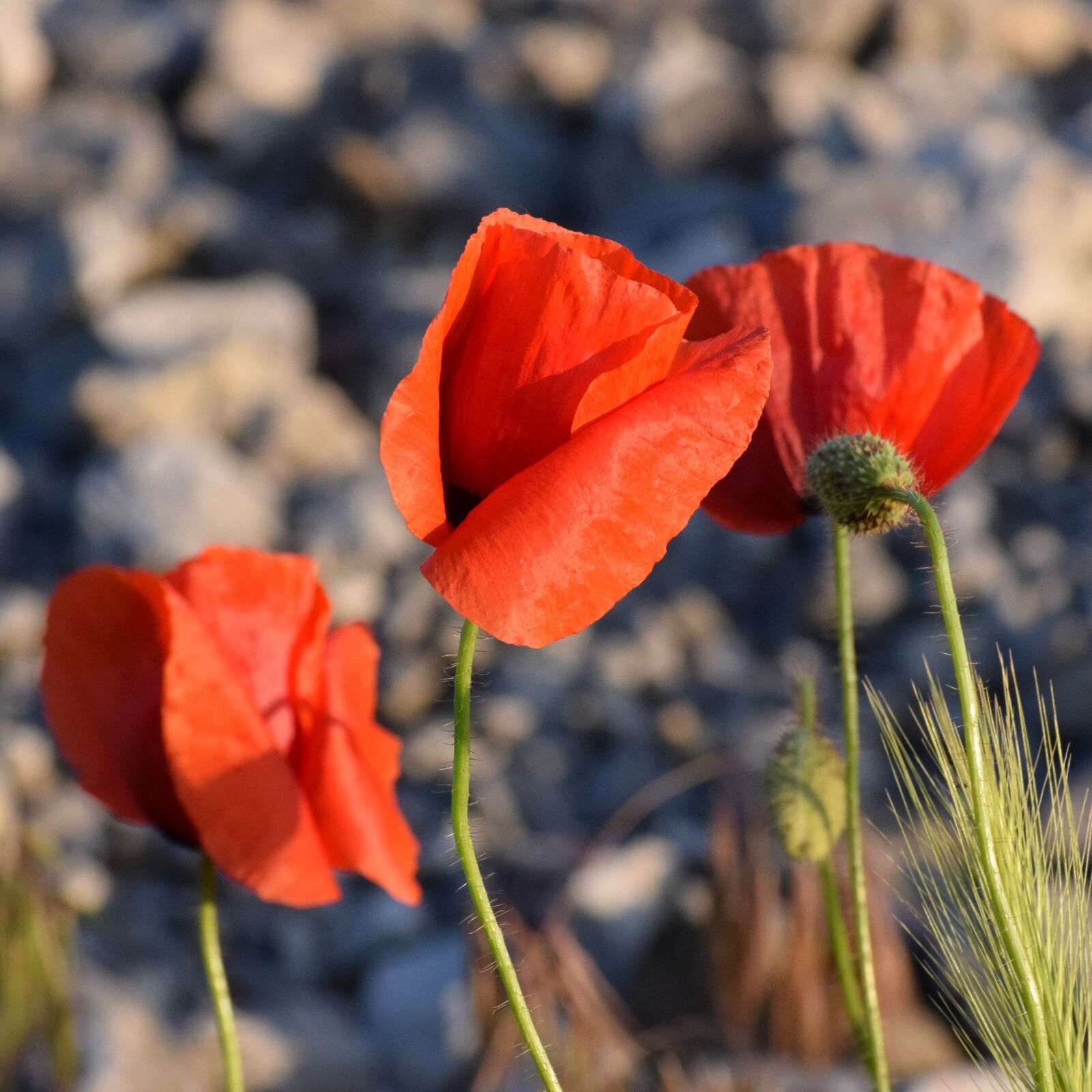Nikon D3300 sample photo. Three red poppys, near photography