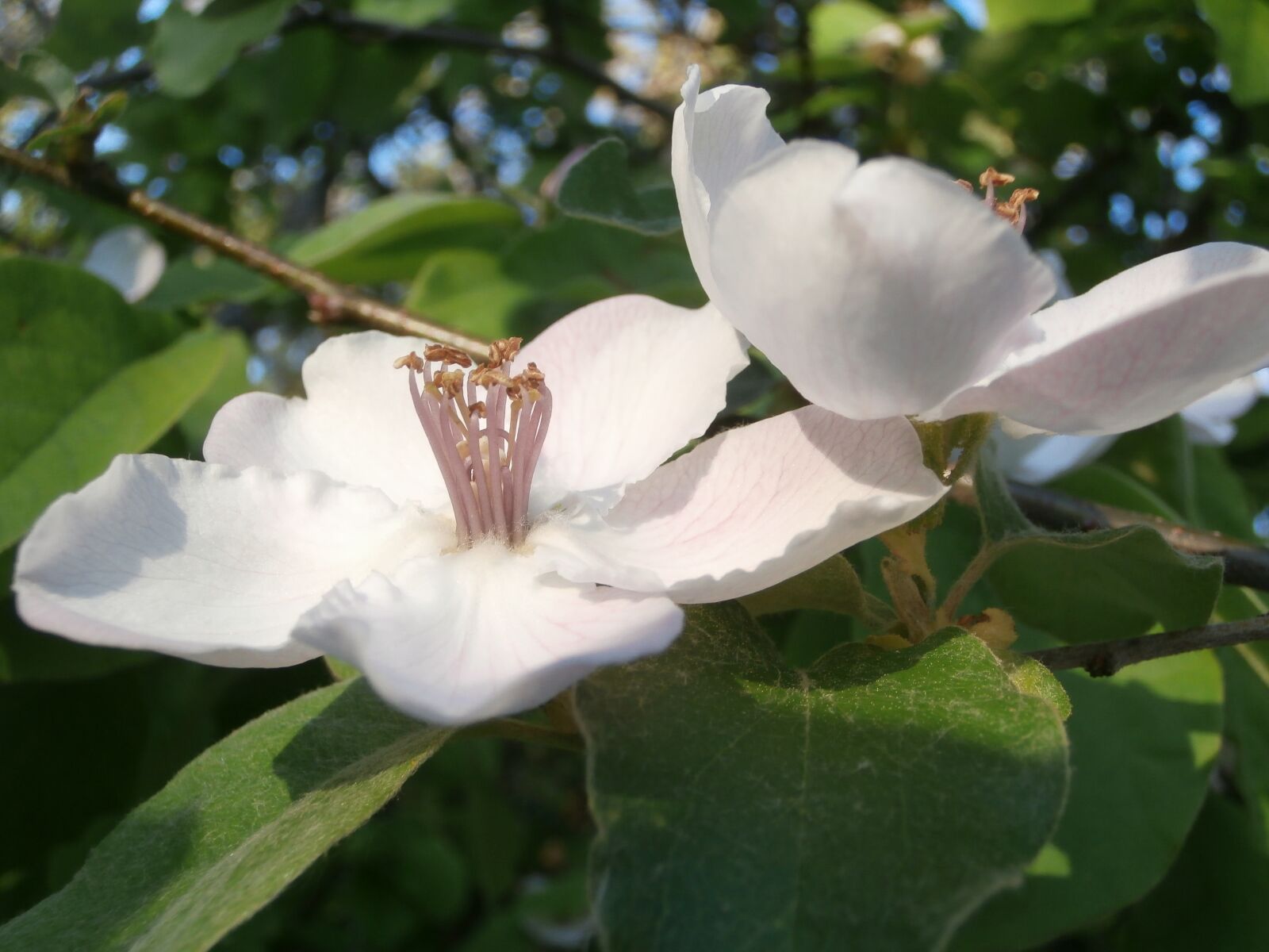Olympus VR340,D750 sample photo. Quince, white flower, nature photography