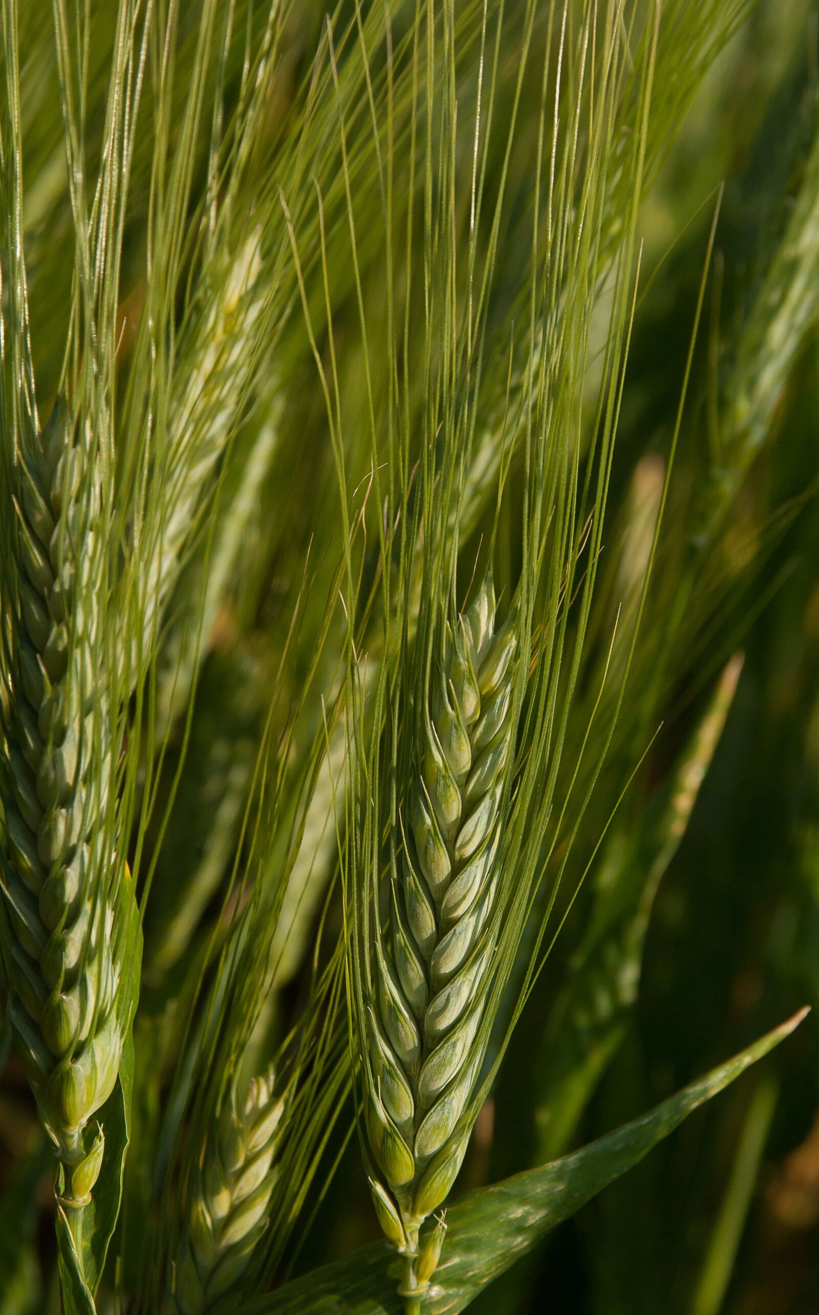Pentax K10D sample photo. Wheat, spikes, cereals photography