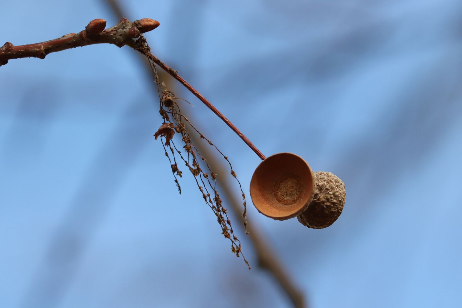Canon EOS 200D (EOS Rebel SL2 / EOS Kiss X9) sample photo. Fruit cups, cupula, acorns photography