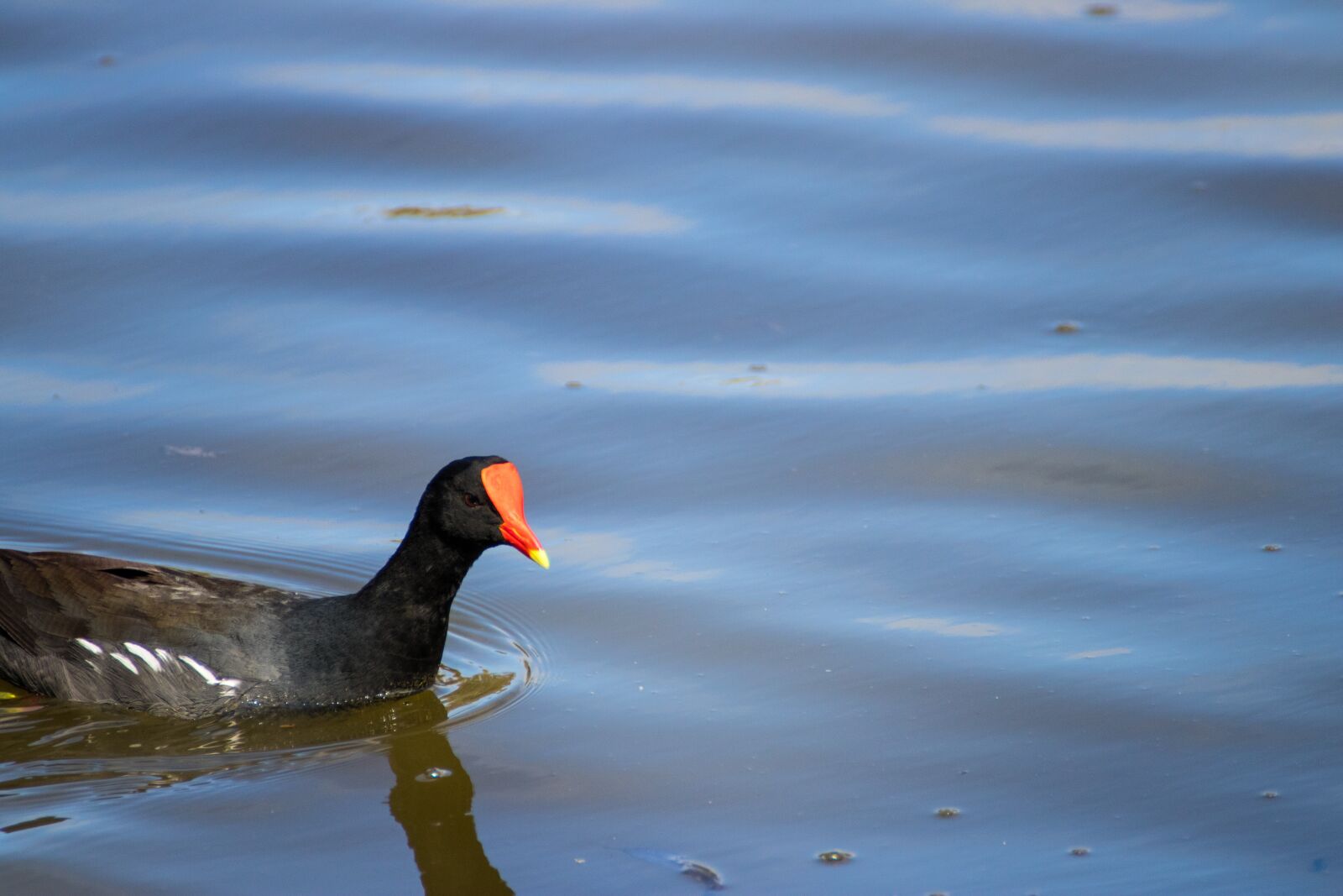 Canon EOS 200D (EOS Rebel SL2 / EOS Kiss X9) sample photo. Duck, swimming, swim photography