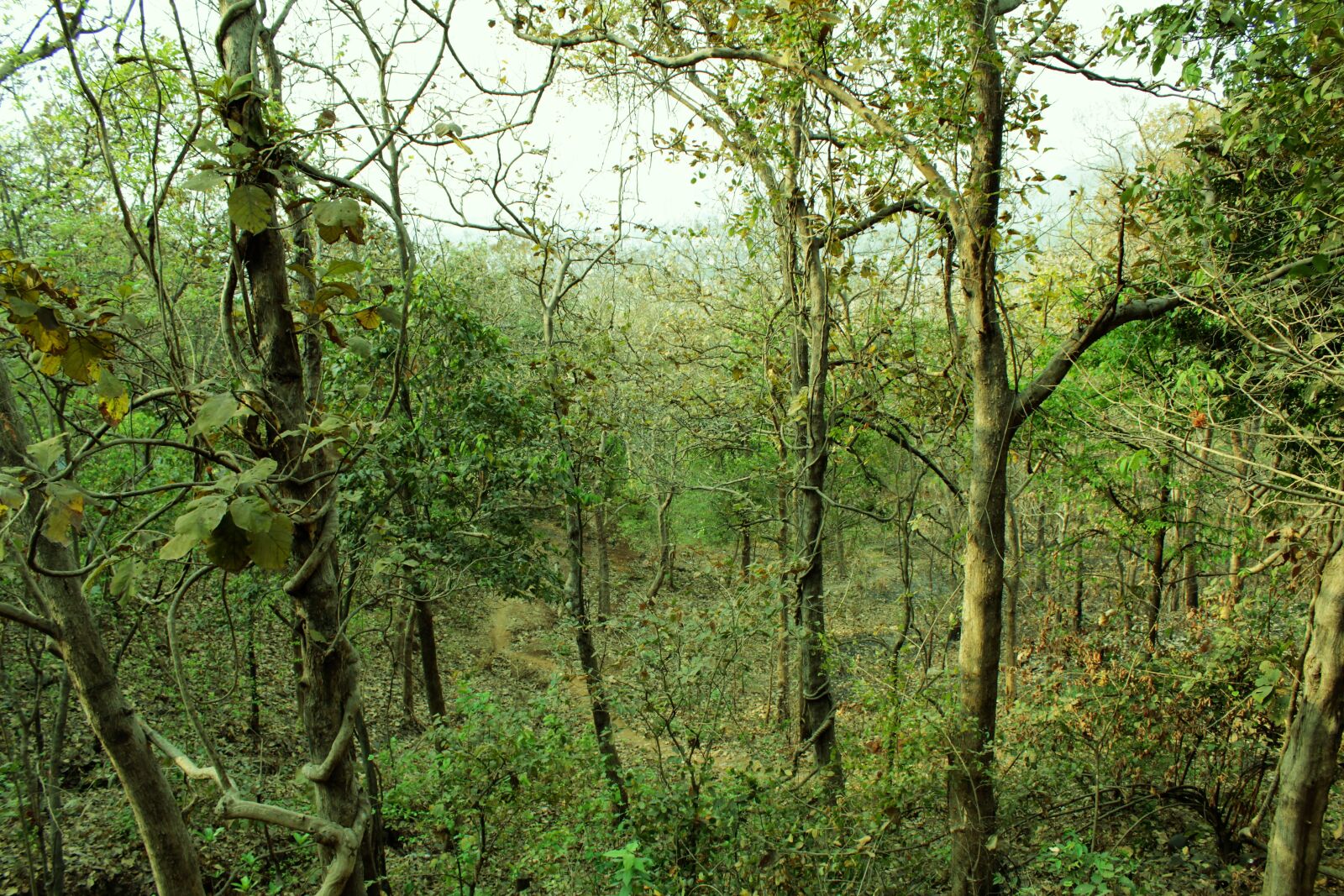 Canon EOS 1200D (EOS Rebel T5 / EOS Kiss X70 / EOS Hi) sample photo. Forest, green, nature, trees photography