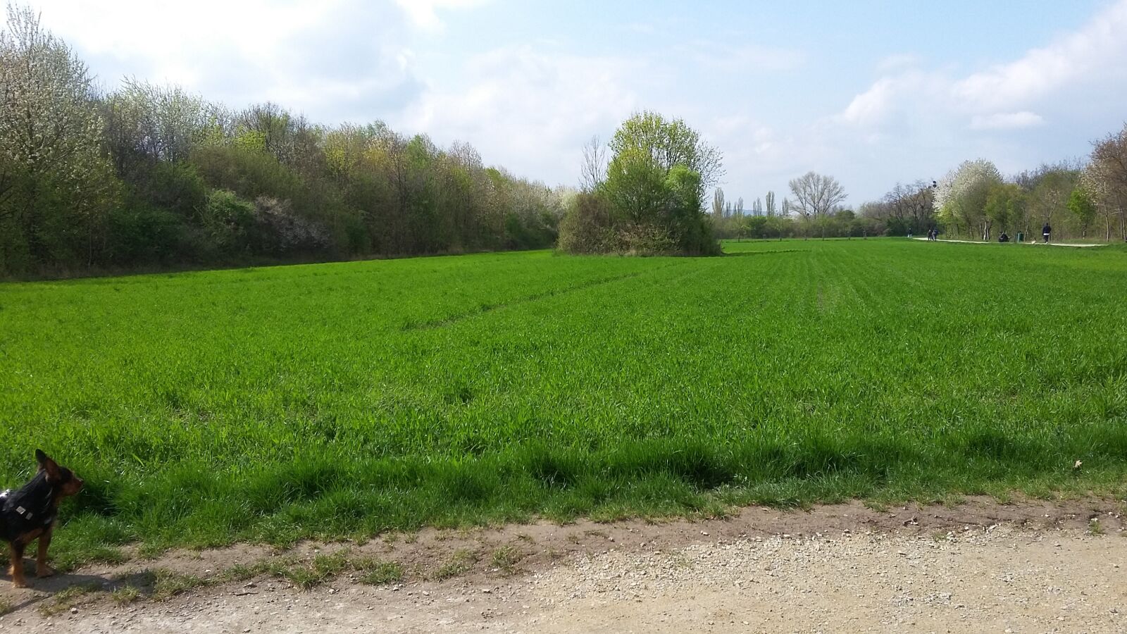 Samsung Galaxy S4 Mini sample photo. Nature, field, meadow photography