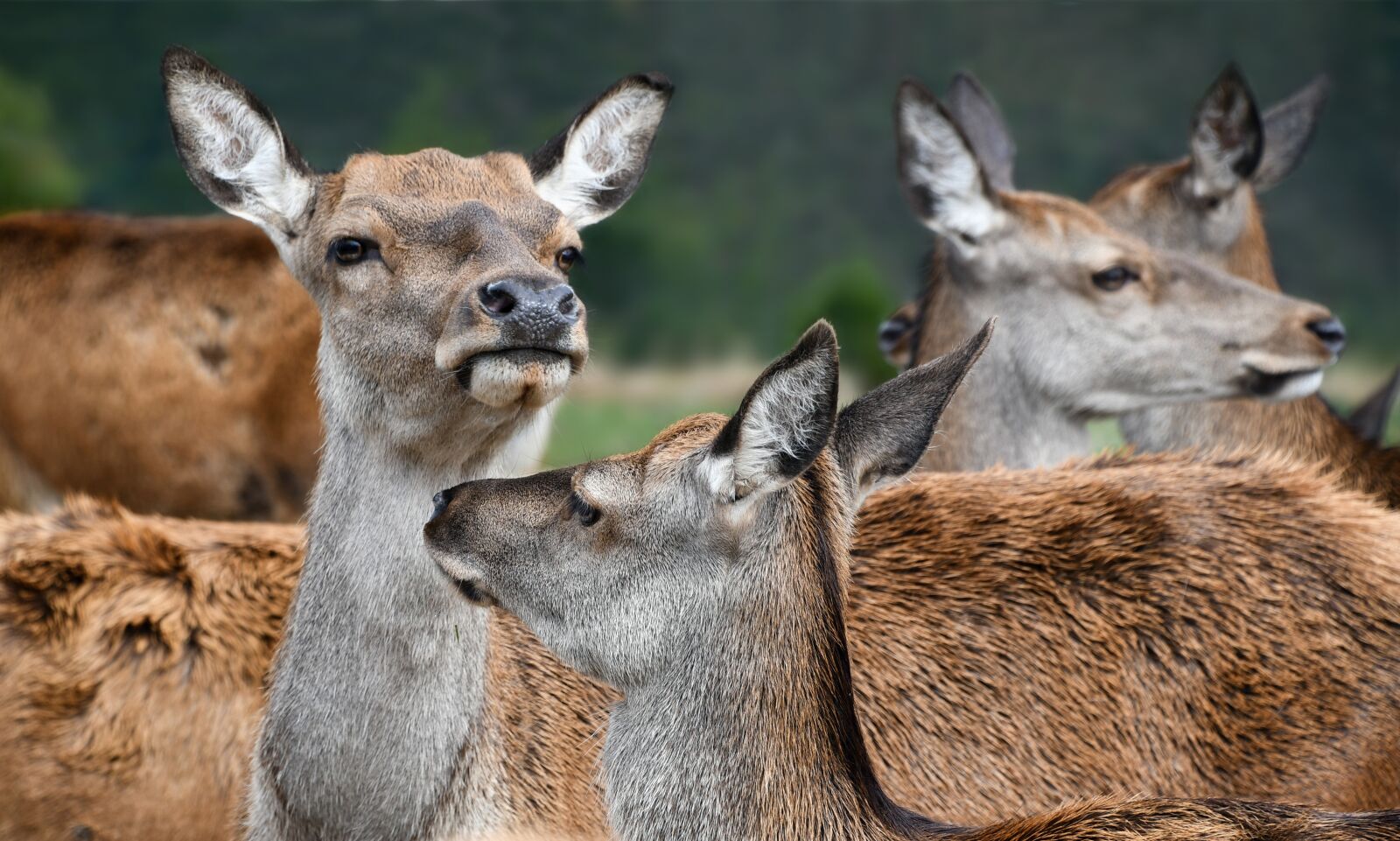 Nikon D500 sample photo. Biche, head, group photography