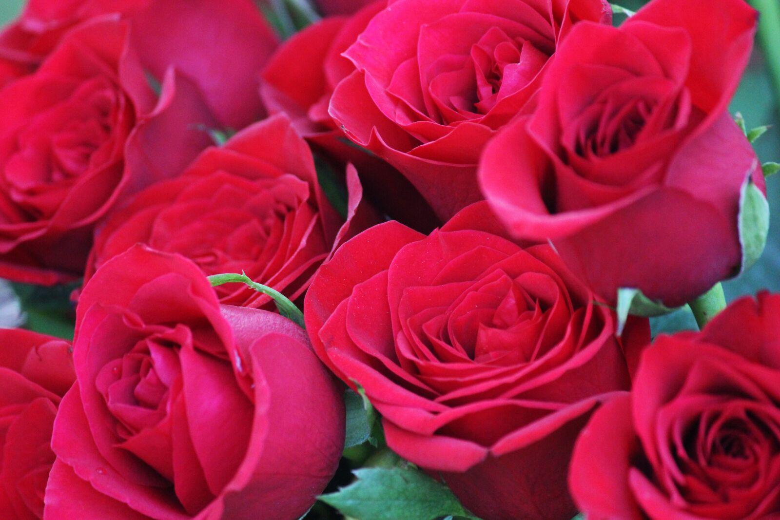 Canon EOS 600D (Rebel EOS T3i / EOS Kiss X5) sample photo. Beautiful, flowers photography