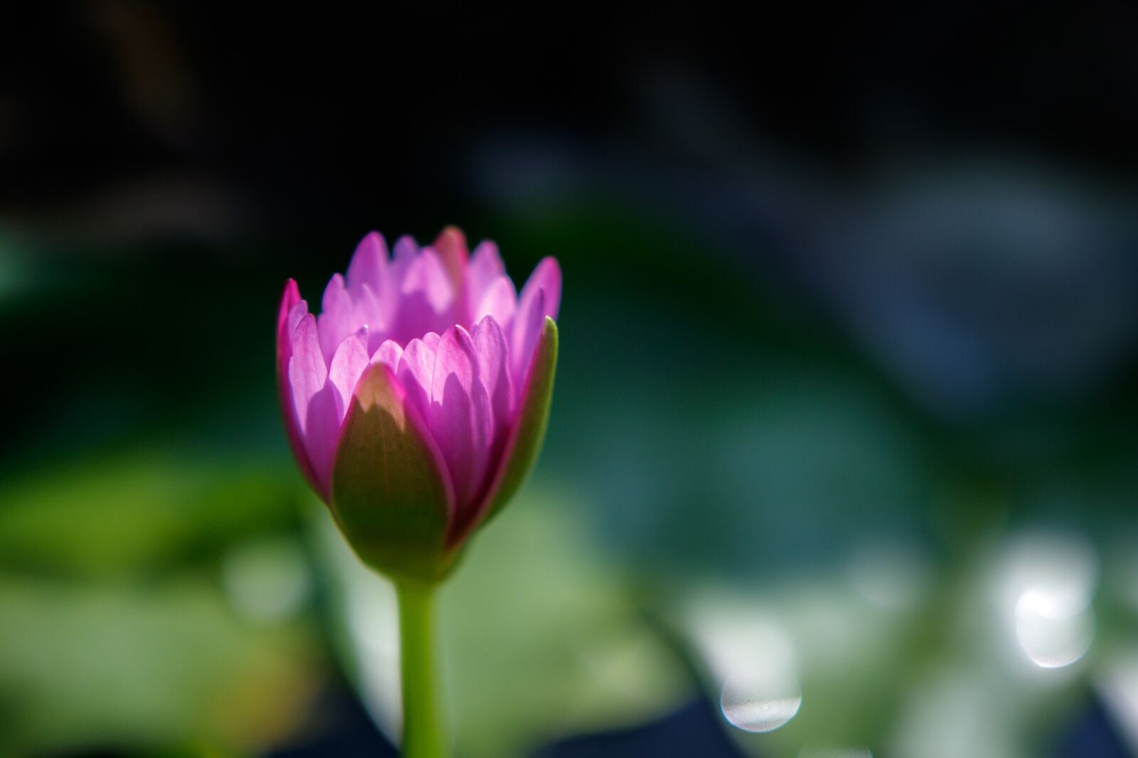 Canon EOS 750D (EOS Rebel T6i / EOS Kiss X8i) sample photo. Flower, water lily, pink photography