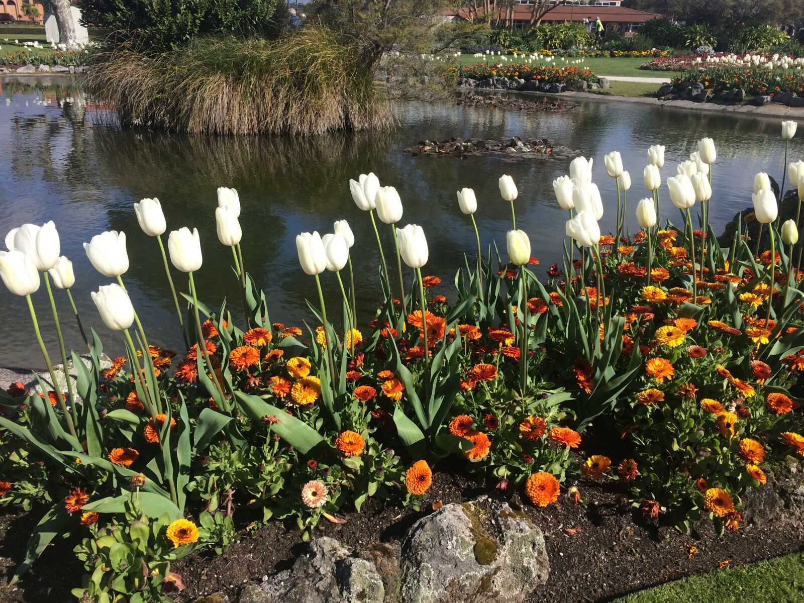 iPhone 5s back camera 4.15mm f/2.2 sample photo. Rotorua, city garden, flowers photography