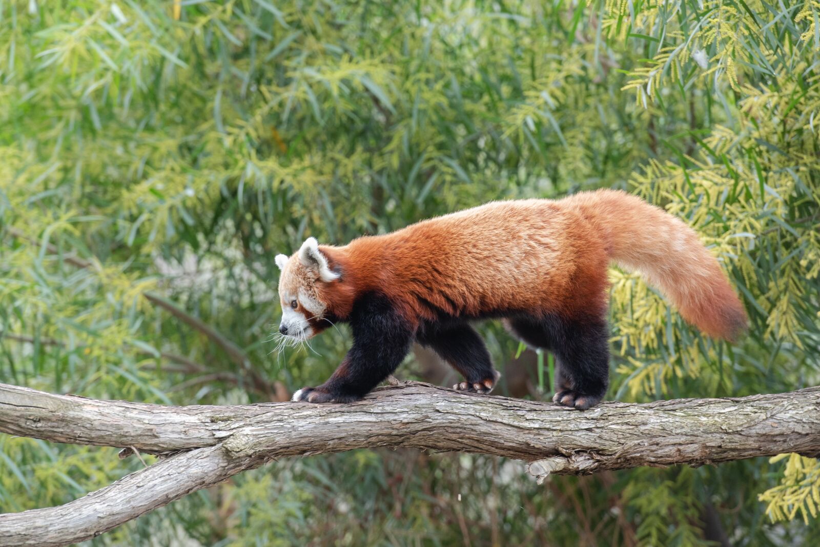 Nikon D750 sample photo. Red panda, lesser panda photography