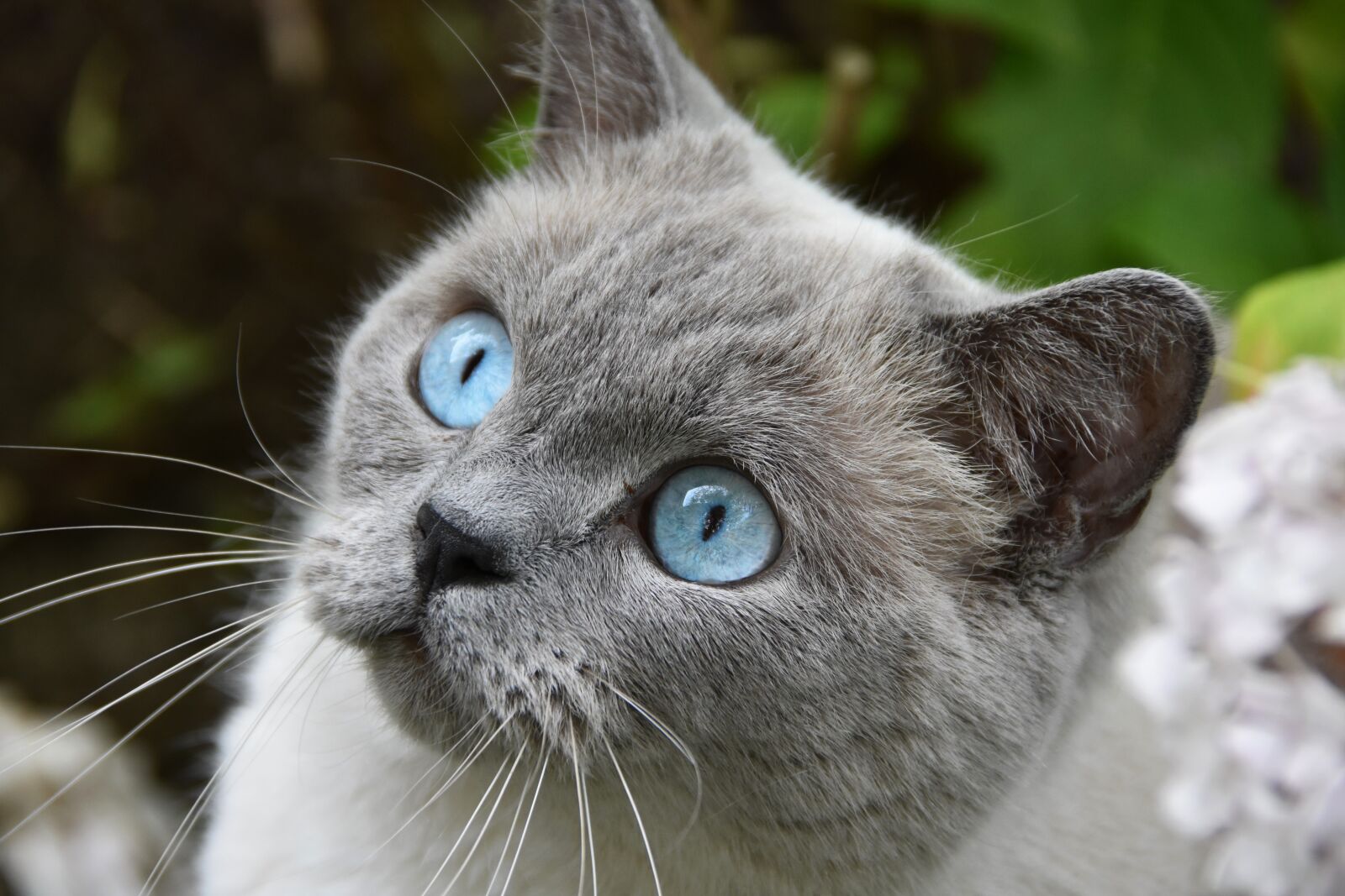 Nikon D7200 sample photo. Cat, pet, blue eyes photography