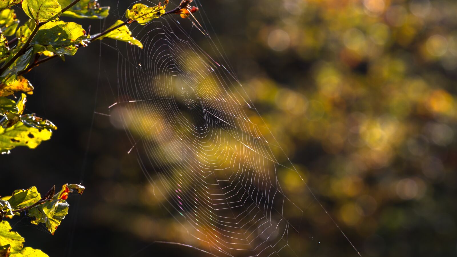 Canon EOS 7D sample photo. Cobweb, web, lichtspiel photography