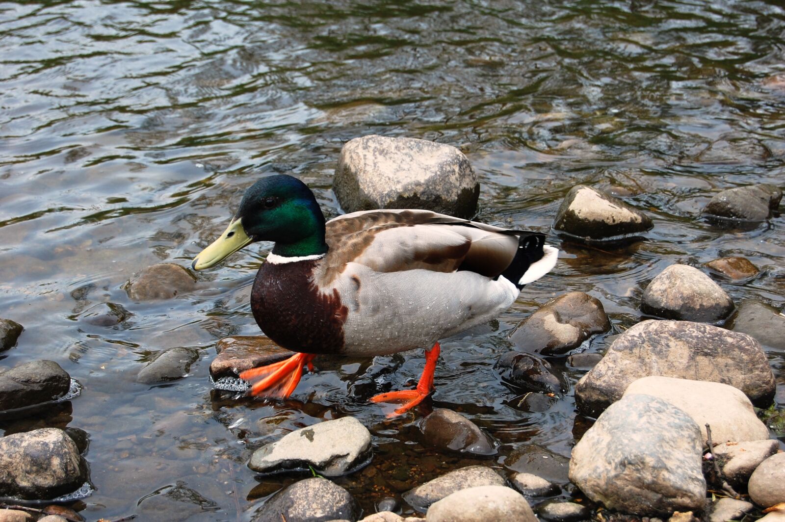 Nikon D40 sample photo. Duck, crossword, water photography