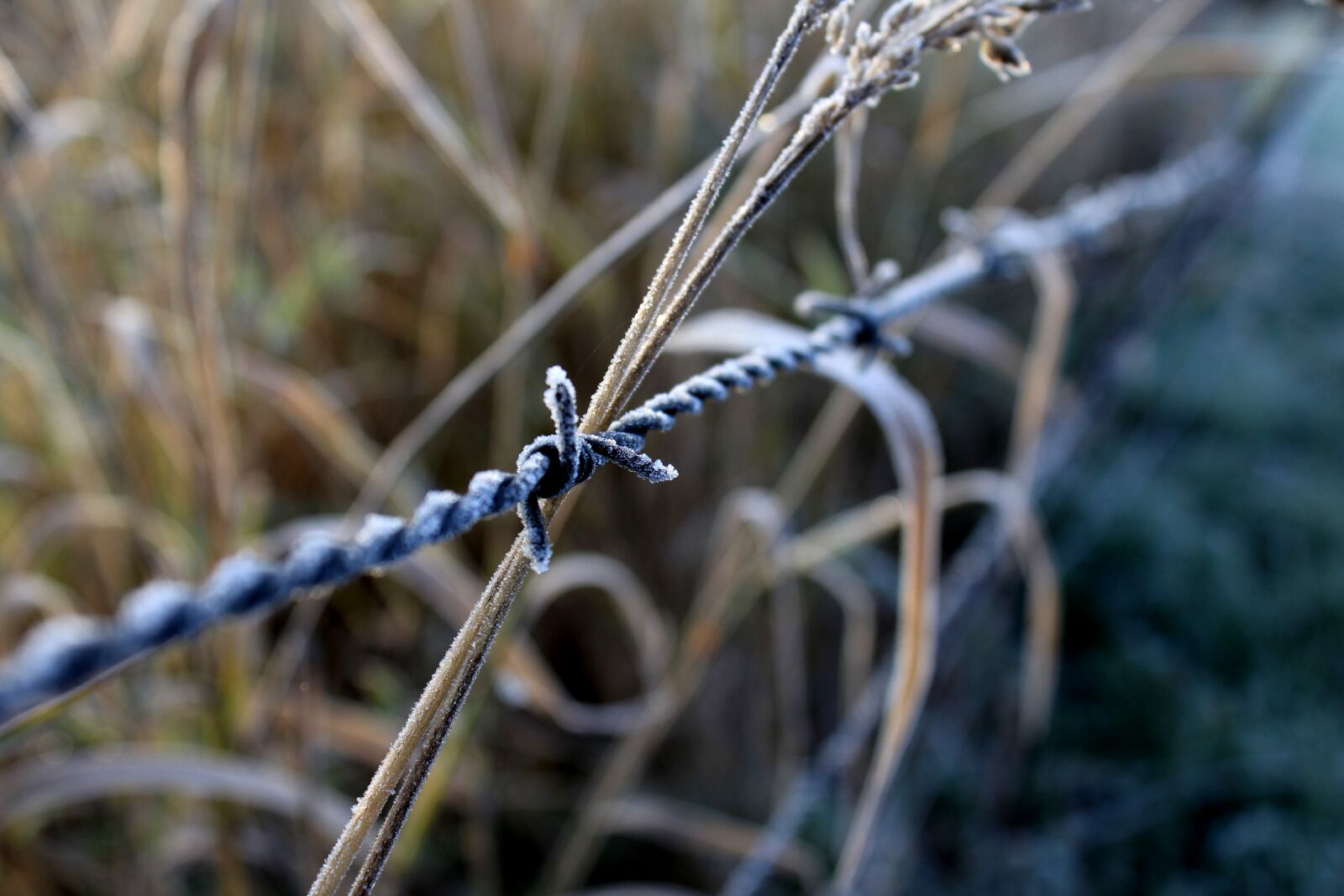Canon EOS 1200D (EOS Rebel T5 / EOS Kiss X70 / EOS Hi) sample photo. Wire, fence, grass photography