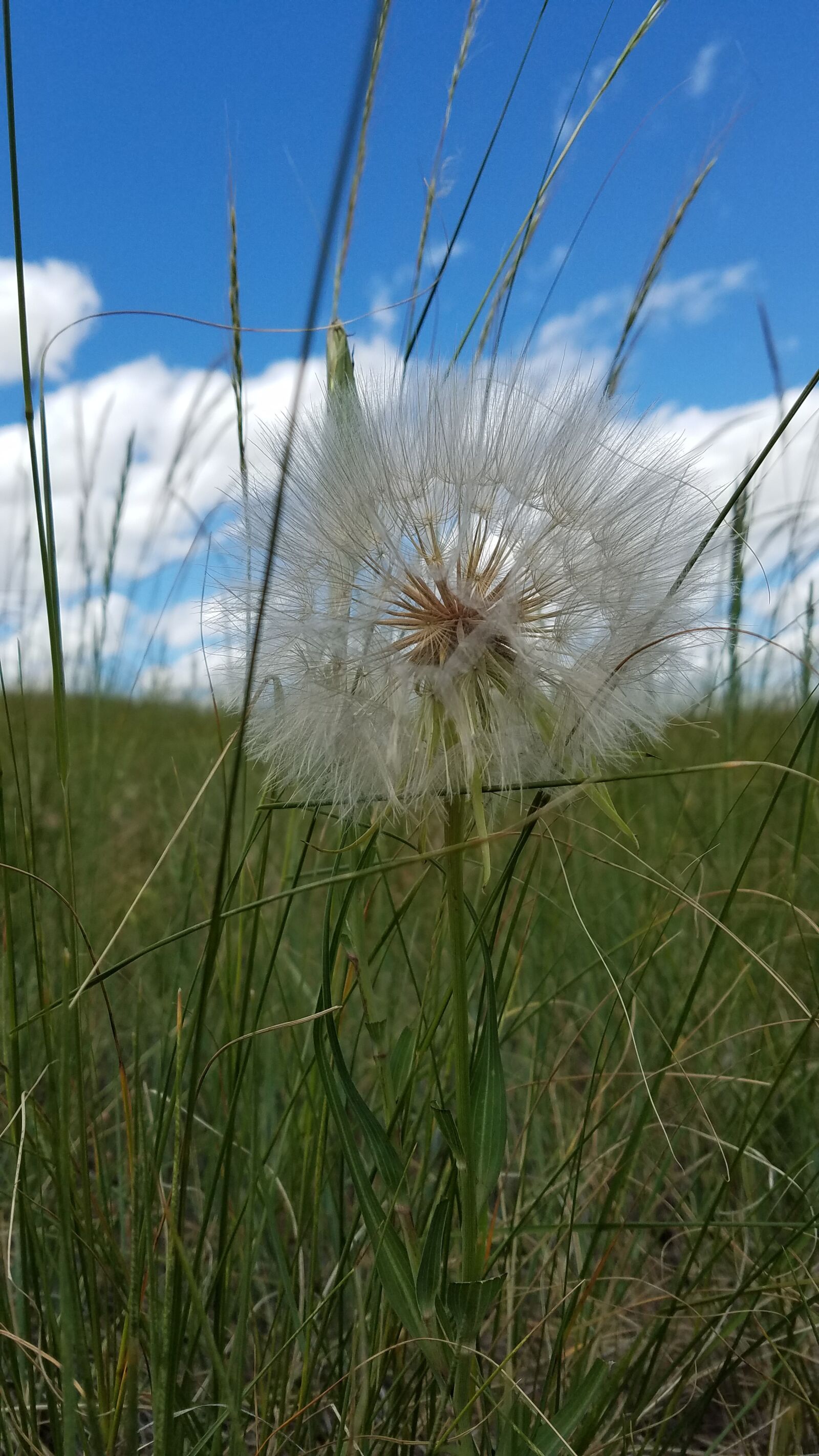 Samsung Galaxy S7 Edge sample photo. Prairie, seeds, wildflower photography