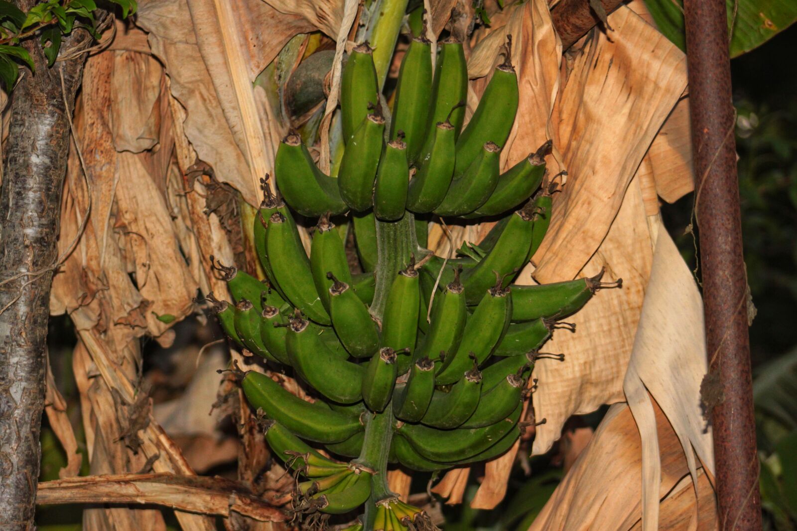 Canon EOS 500D (EOS Rebel T1i / EOS Kiss X3) sample photo. Banana, tree, fruit photography