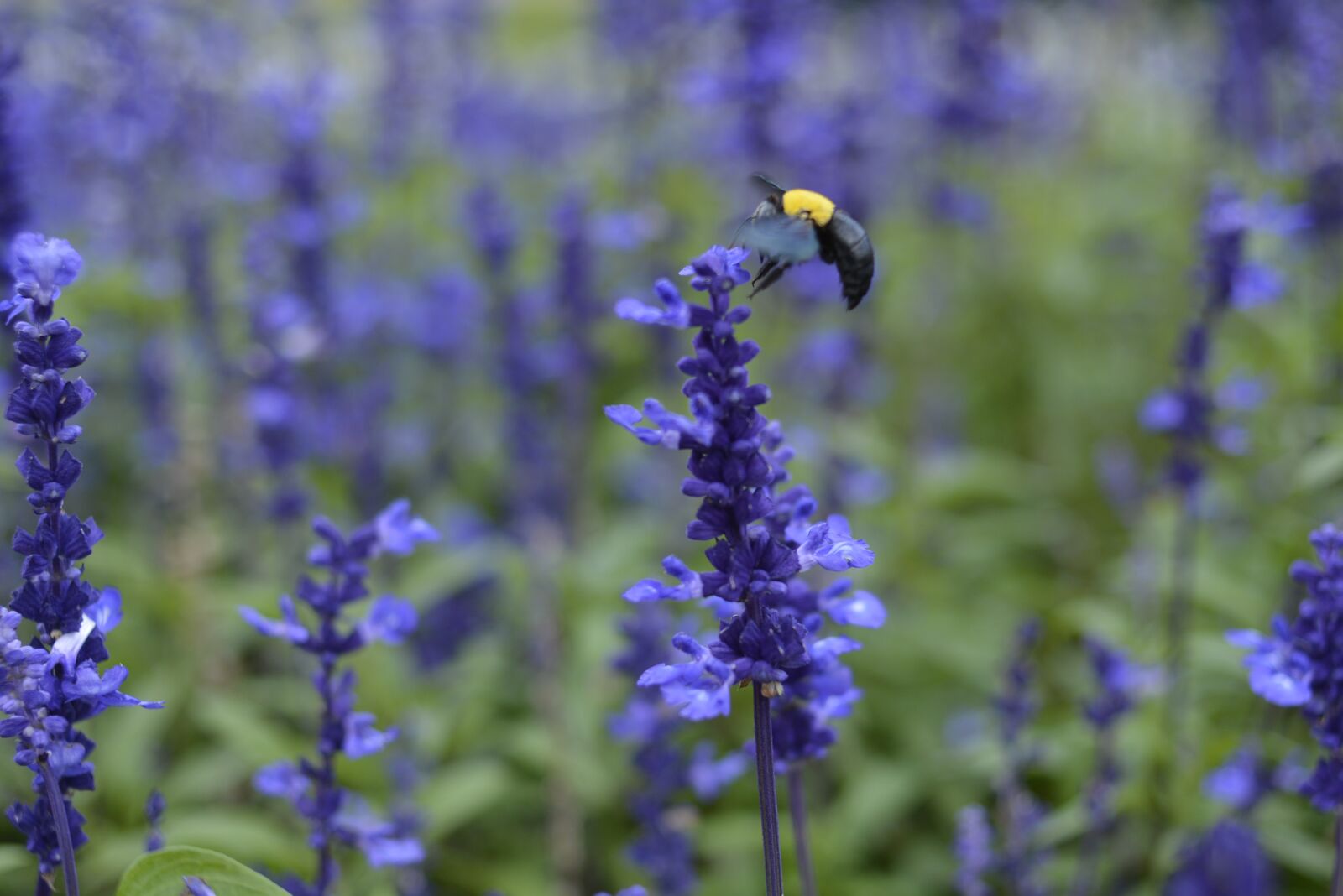 Nikon D7100 sample photo. Bee, flower, insect photography