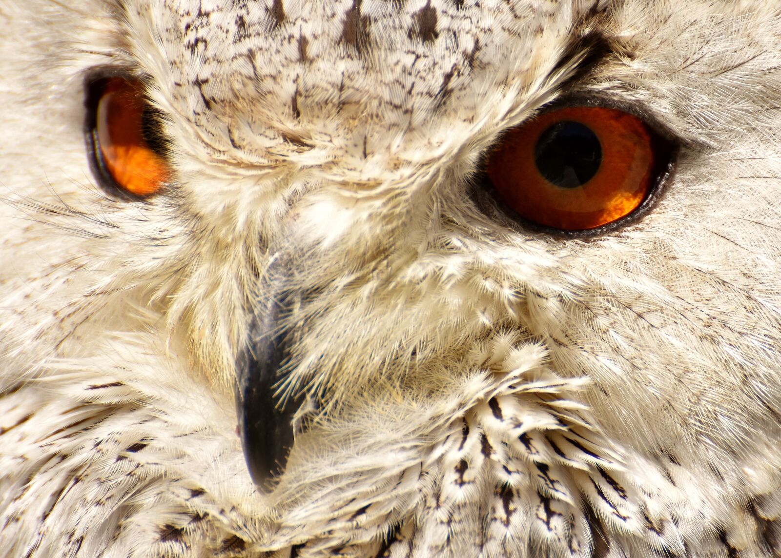 Nikon D7200 sample photo. Owl, bird, feather photography