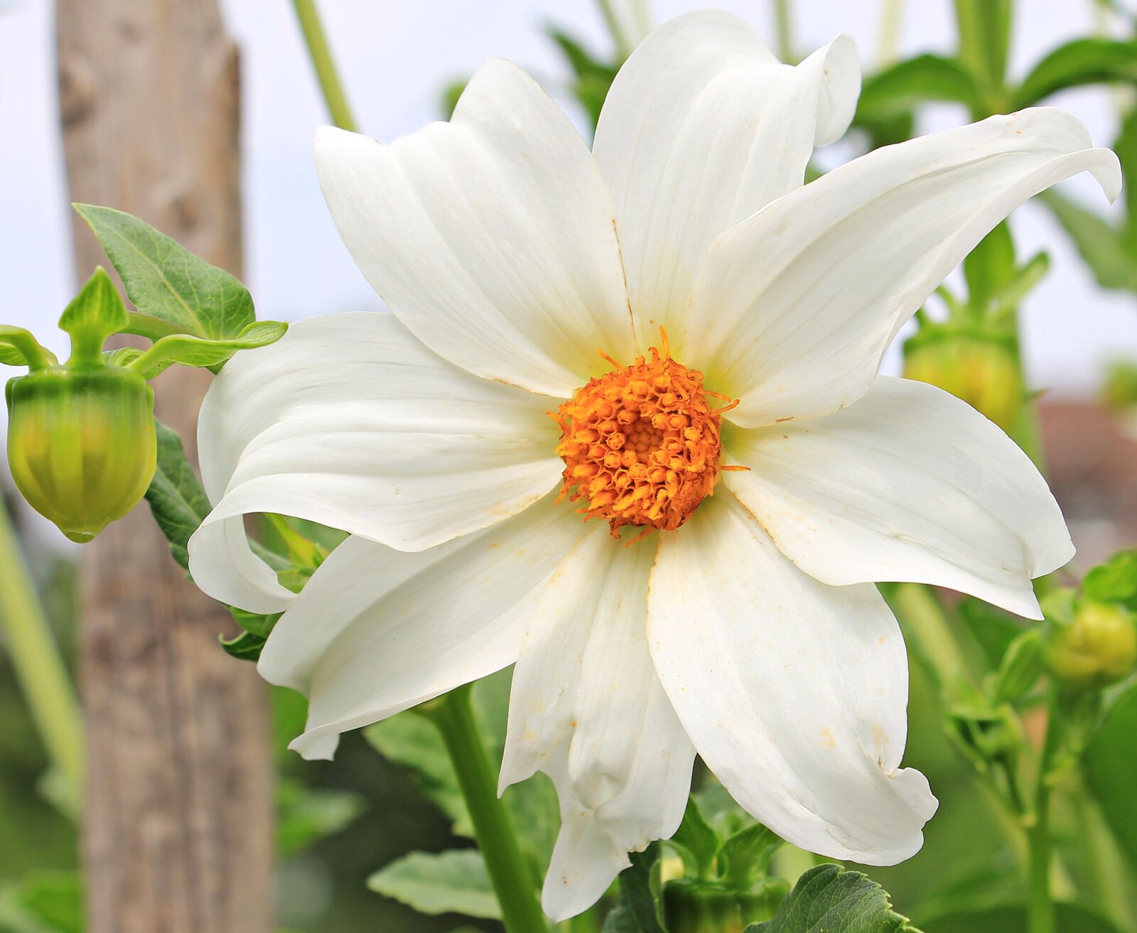 Canon EOS 550D (EOS Rebel T2i / EOS Kiss X4) sample photo. Dahlia, flower, blossom photography