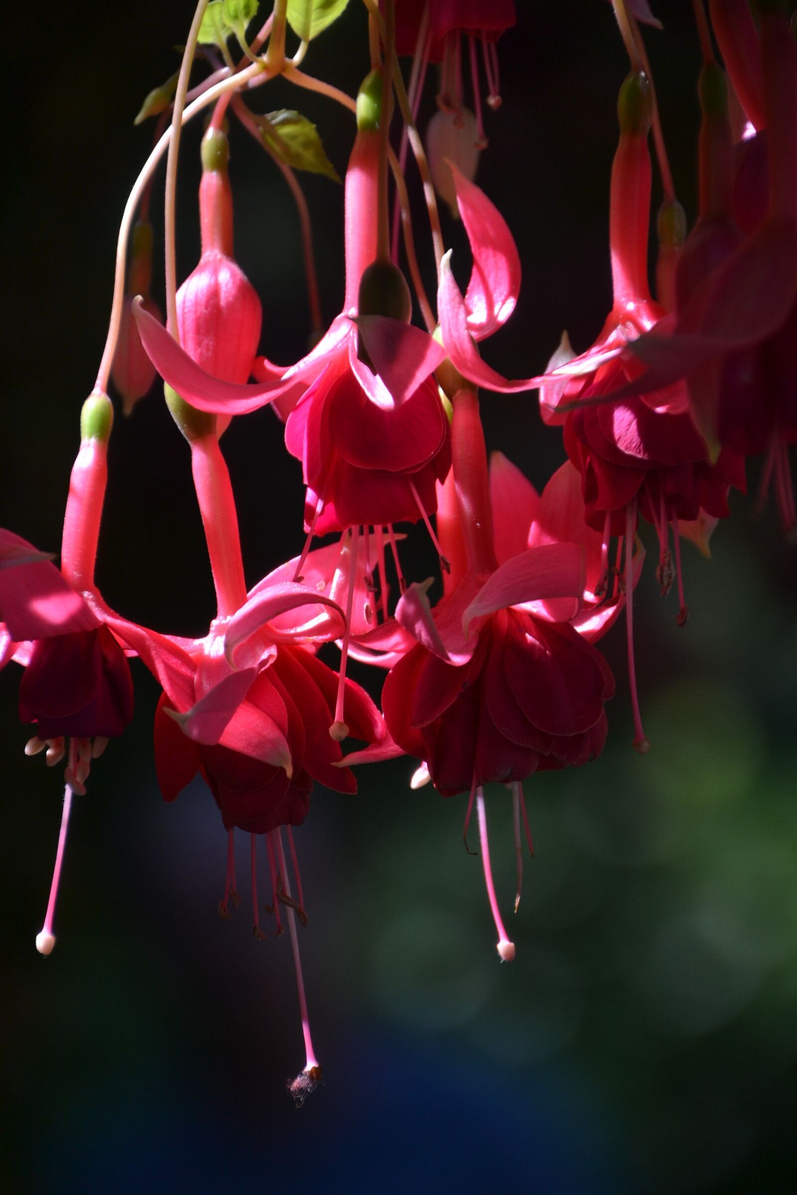 Nikon D3100 sample photo. Nature, flower, blossom photography