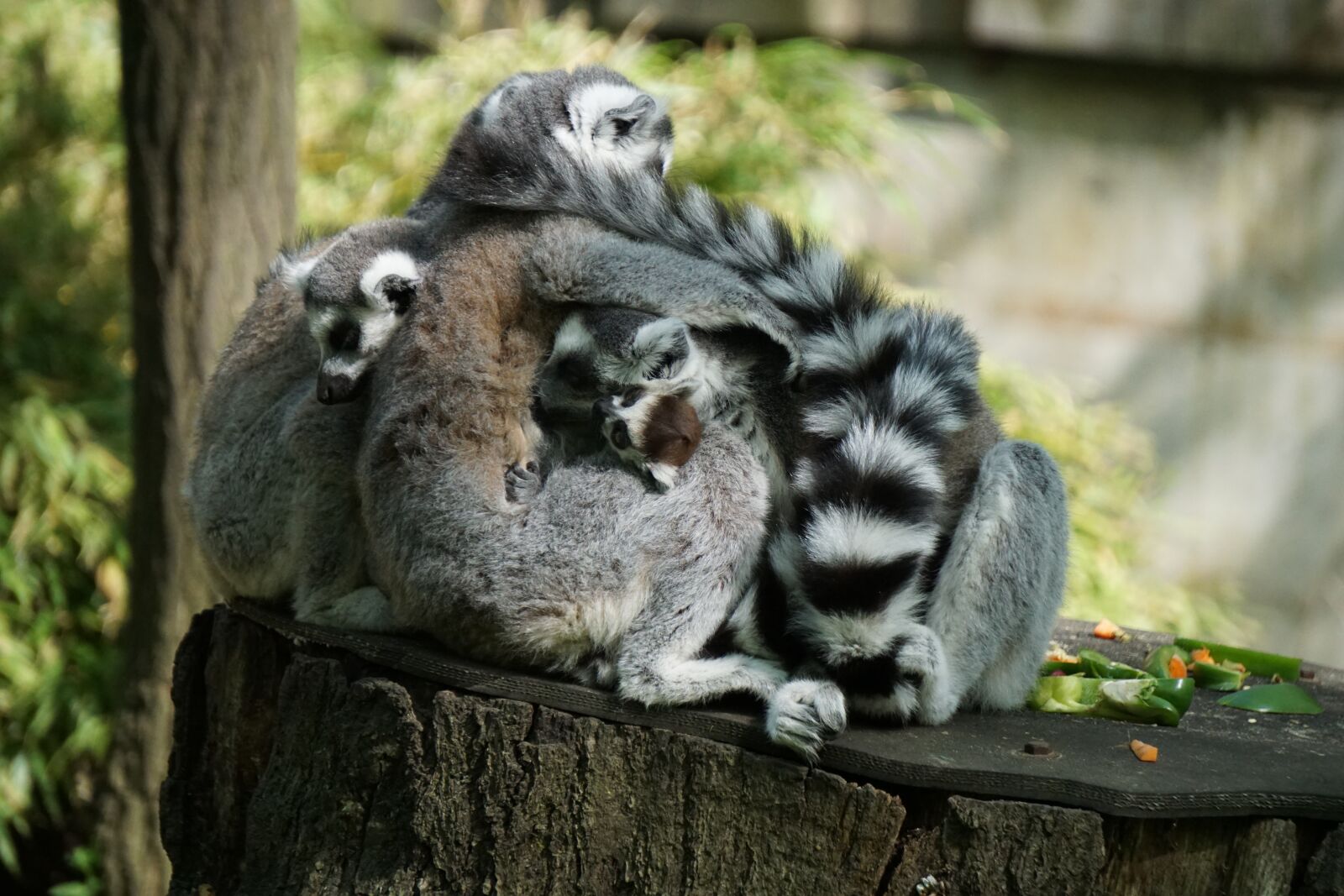 Sony a6000 sample photo. Lemurs, fur, lemur photography