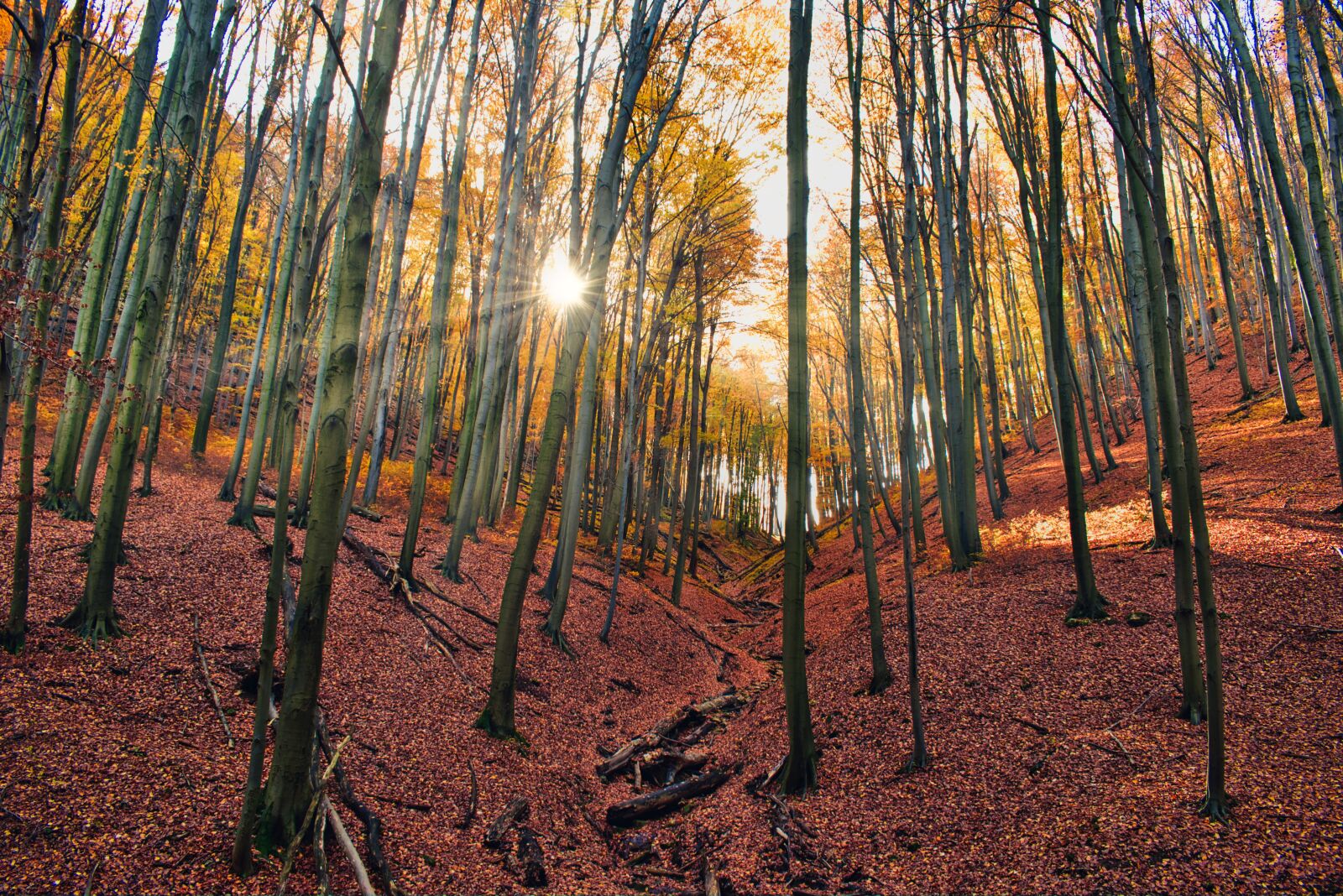 Nikon D5600 sample photo. Autumn, forest, nature photography