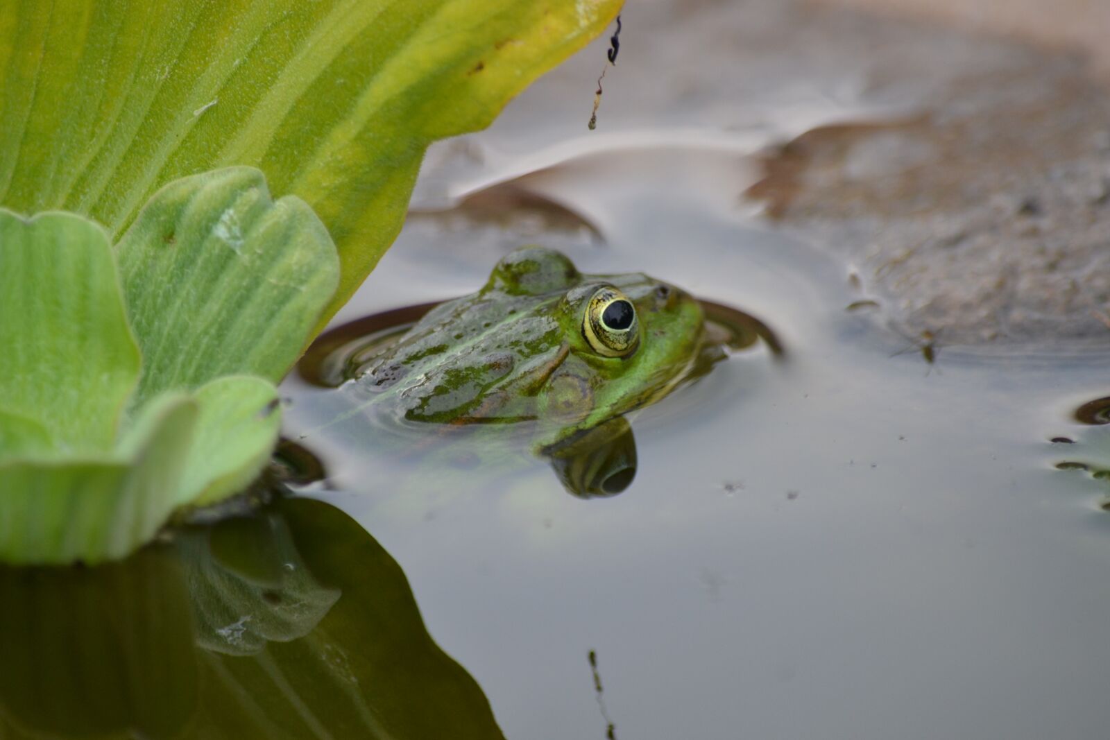 Nikon D3100 sample photo. Frog, nature, pond photography
