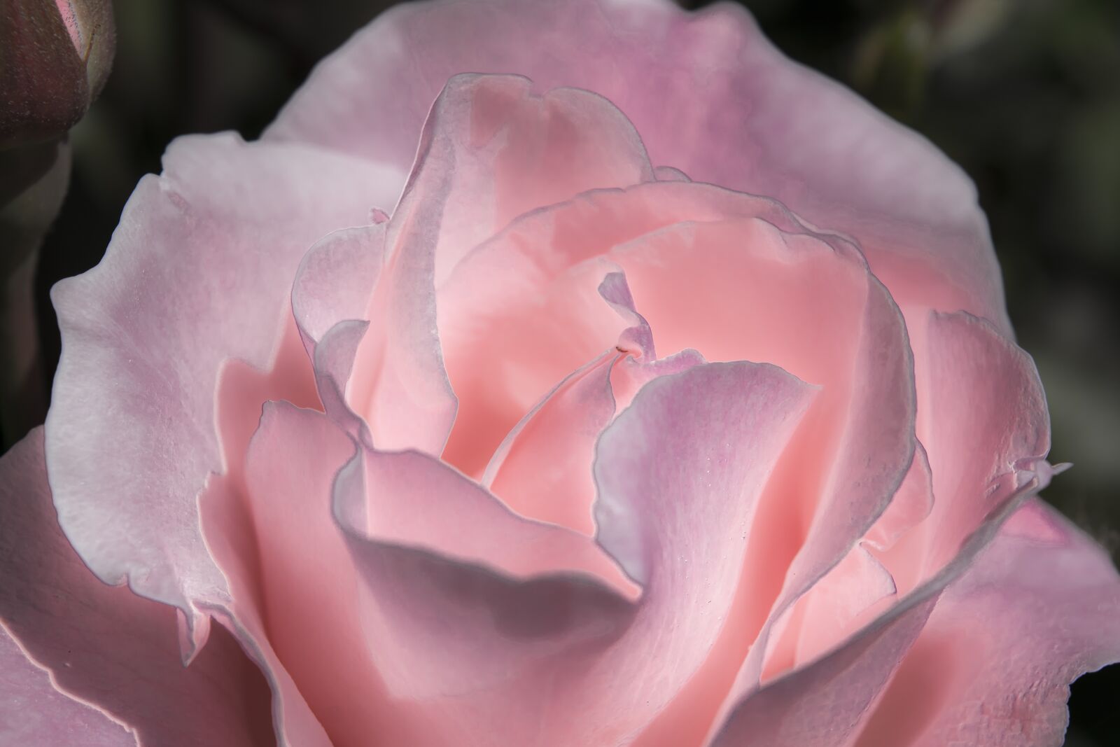 Nikon D3300 sample photo. Flowers, rose, nature photography