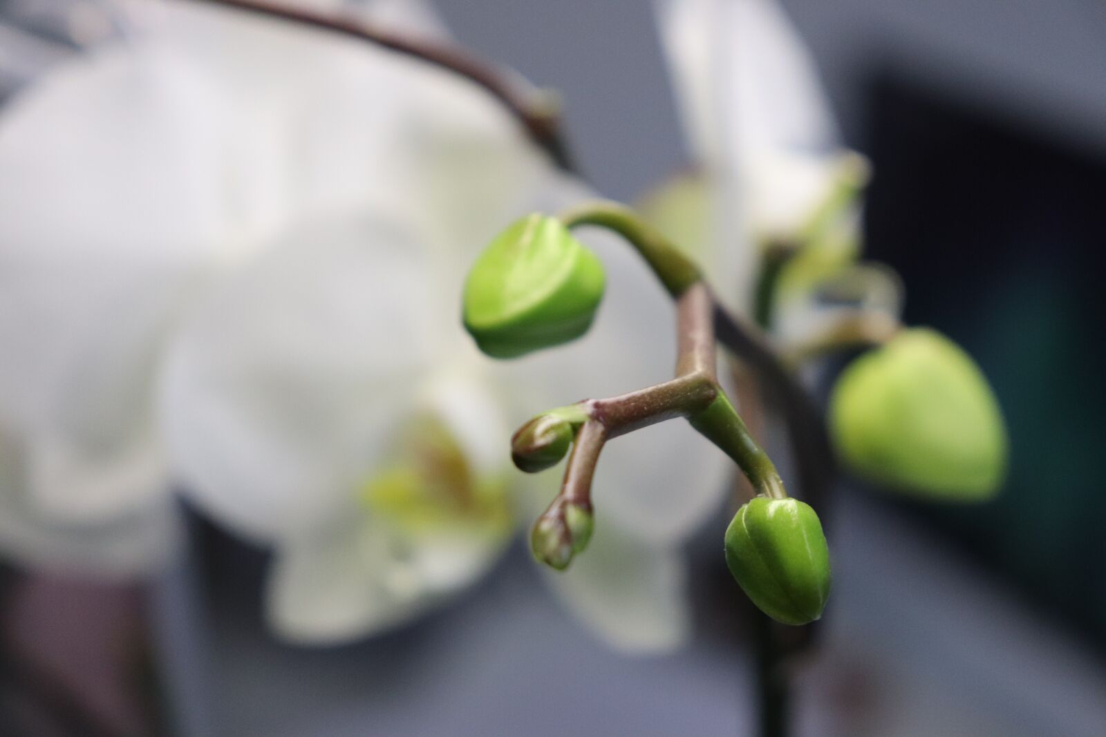 Canon EOS 800D (EOS Rebel T7i / EOS Kiss X9i) sample photo. Bud, bloom, flowers photography