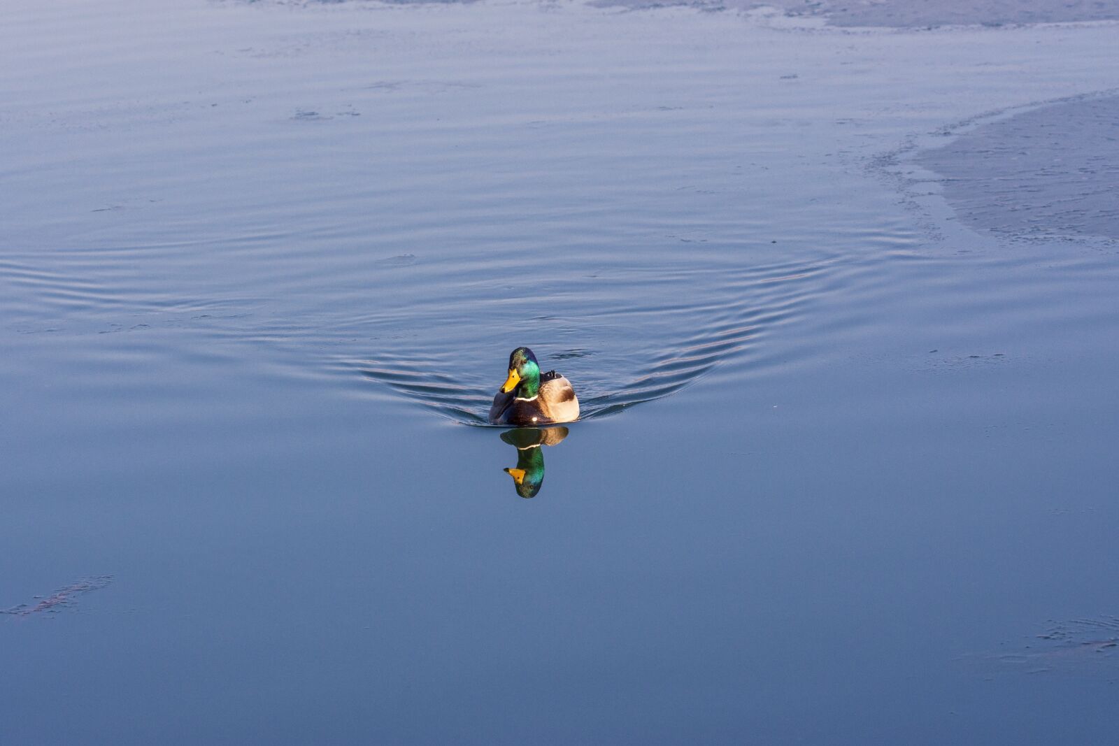 Nikon D7200 sample photo. Birds, flights, nature photography