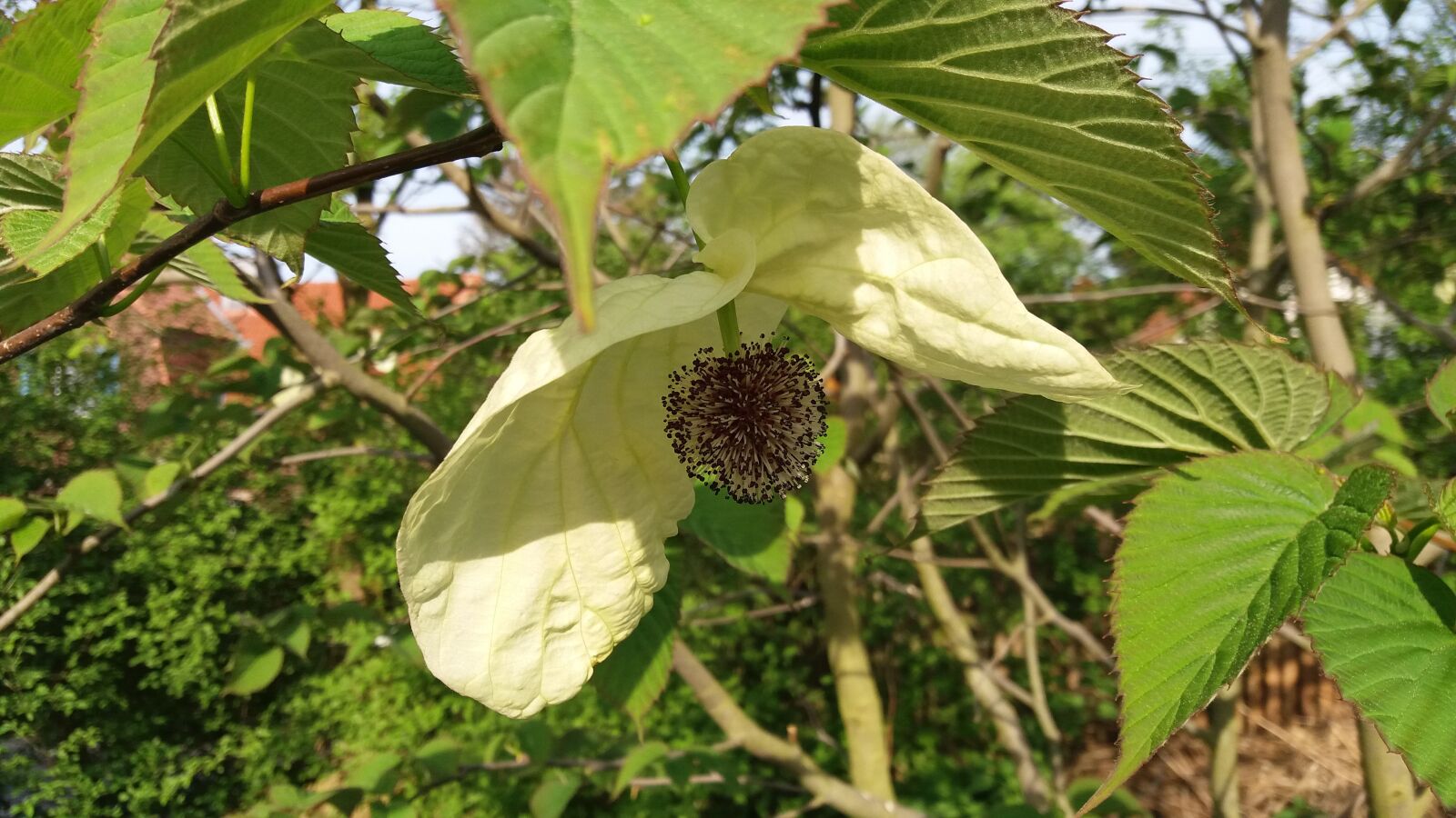 Samsung Galaxy J5 sample photo. Blossom, bloom, handkerchief tree photography