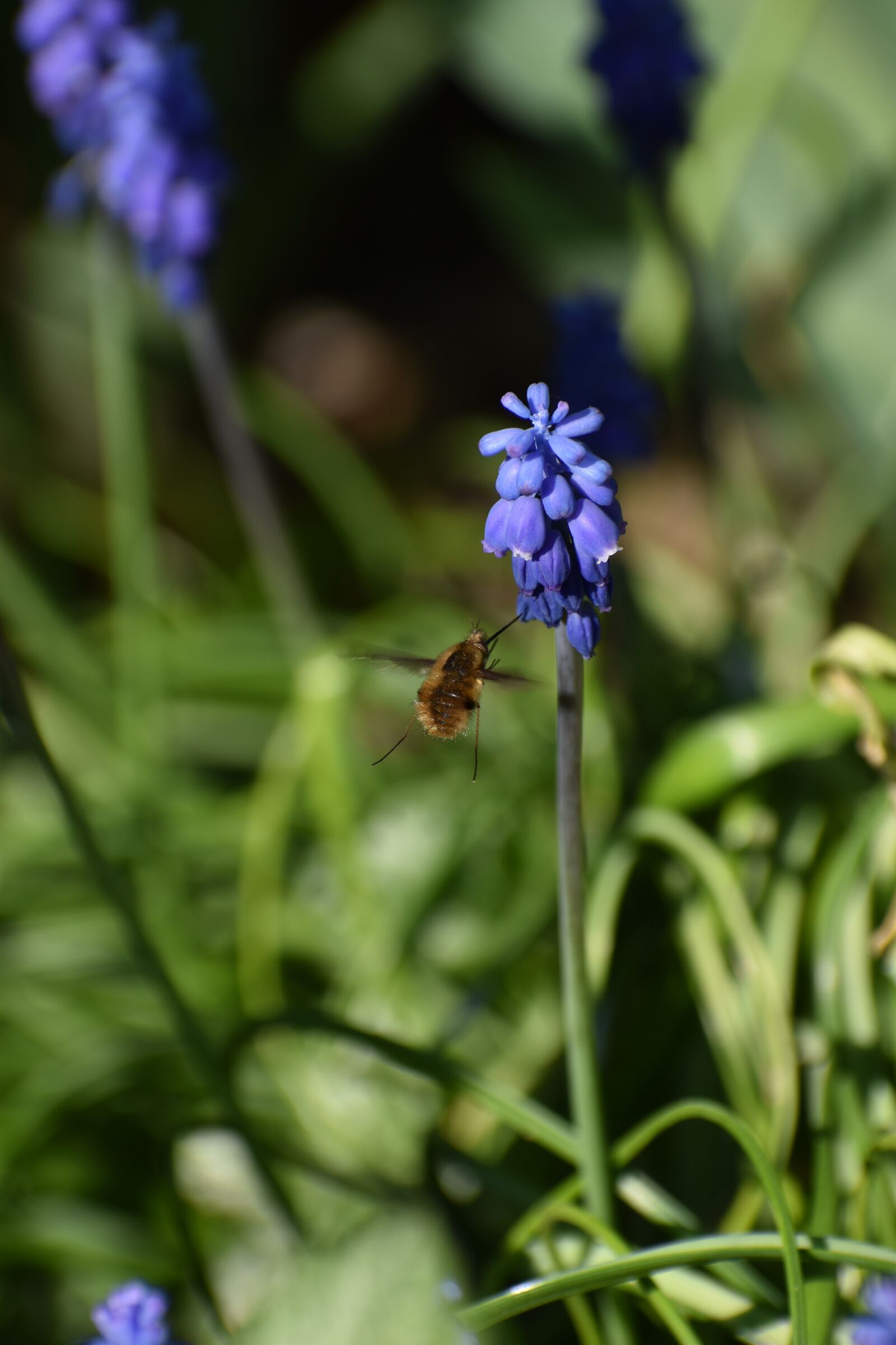 Nikon D3500 sample photo. Flower, flying, spring photography