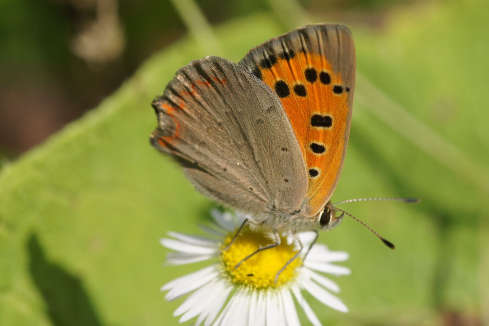 Sony Alpha DSLR-A500 sample photo. Fire falter, insect, butterfly photography