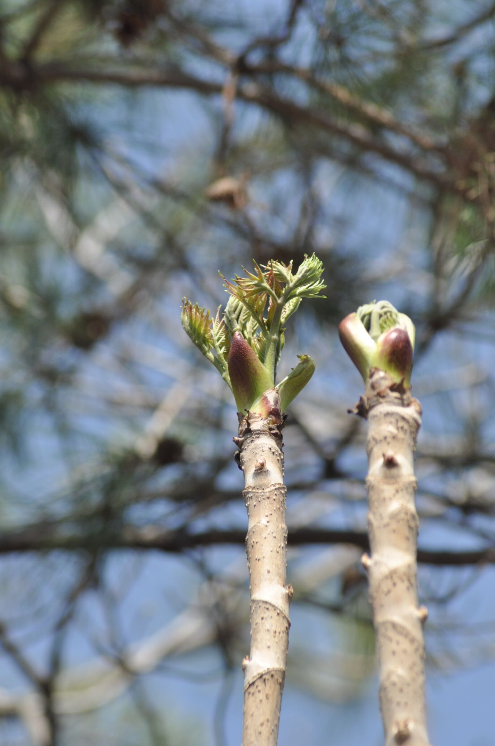Nikon D90 sample photo. Two different, herbs, spring photography