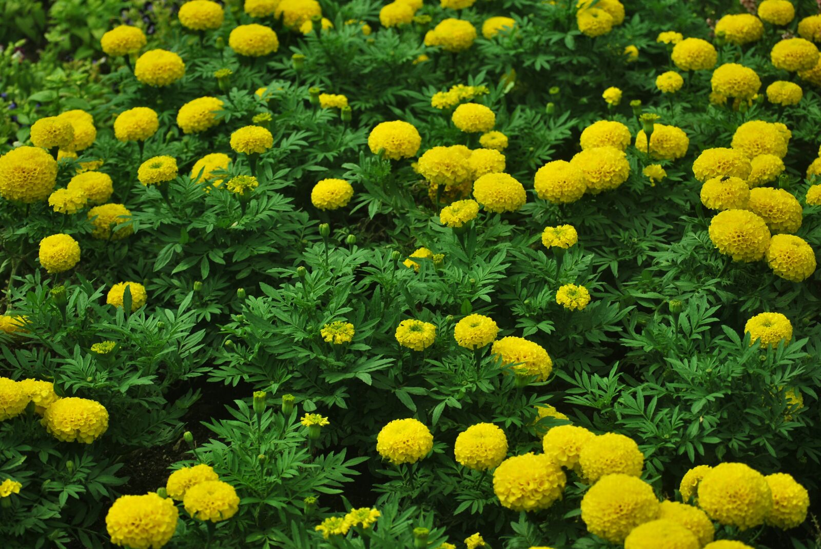 Nikon D60 sample photo. Green, yellow, flower photography