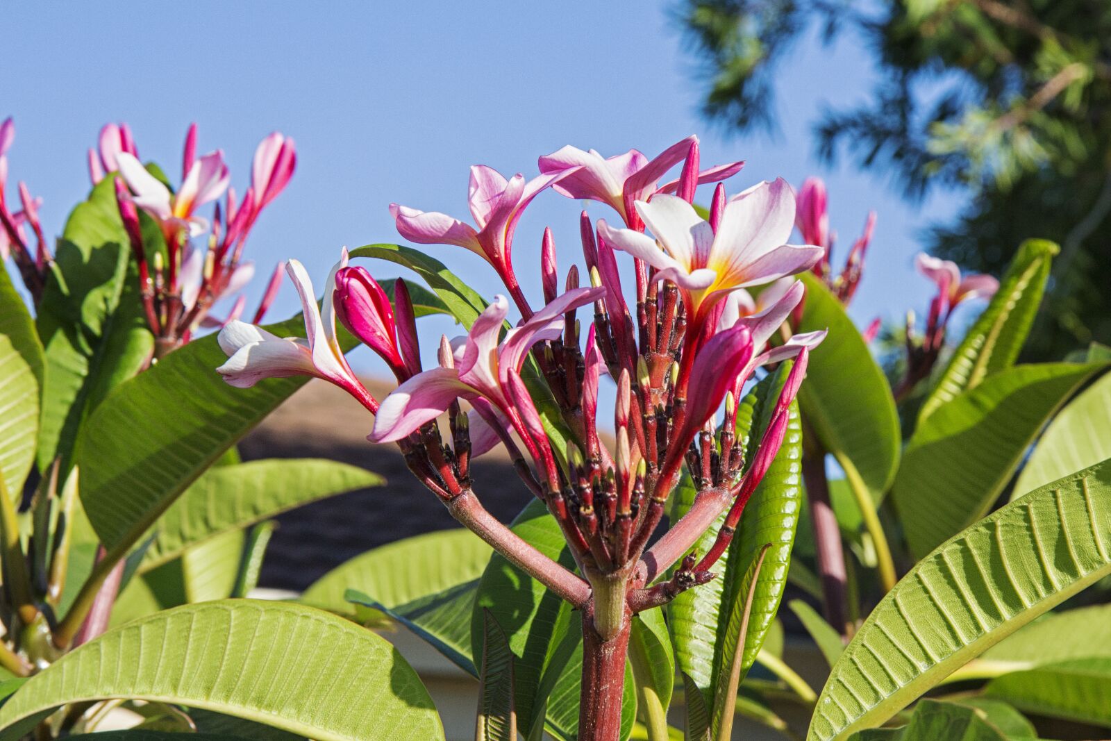Canon EOS 650D (EOS Rebel T4i / EOS Kiss X6i) sample photo. Frangipani, flower, bloom photography