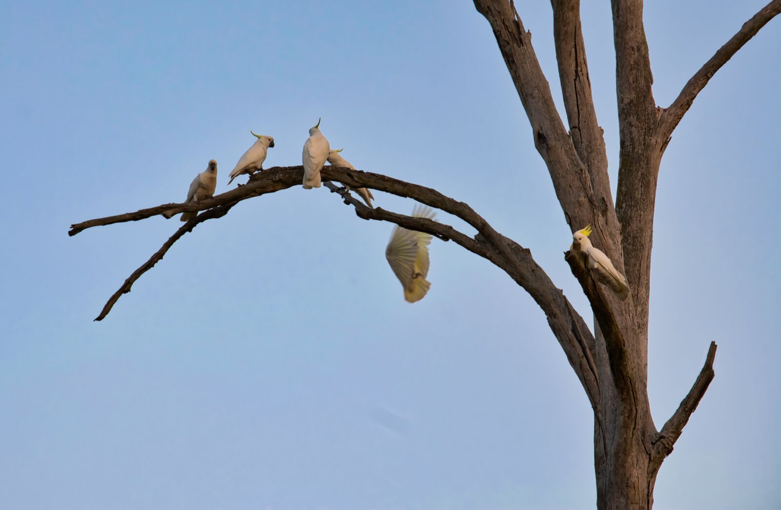 Nikon D5200 sample photo. Cockatoo, perched, tree photography