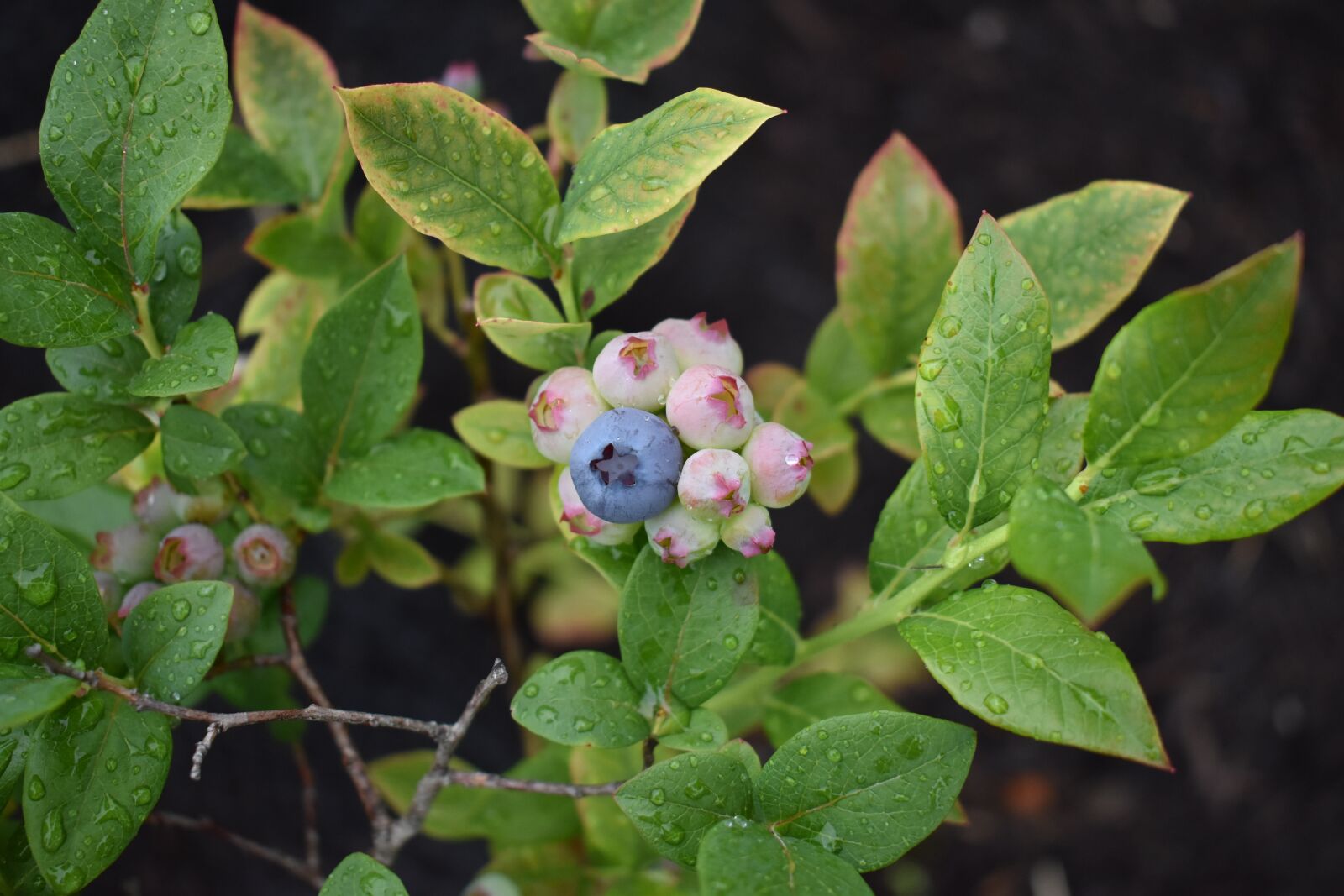 Nikon D5500 sample photo. Blueberries, plant, blueberry photography
