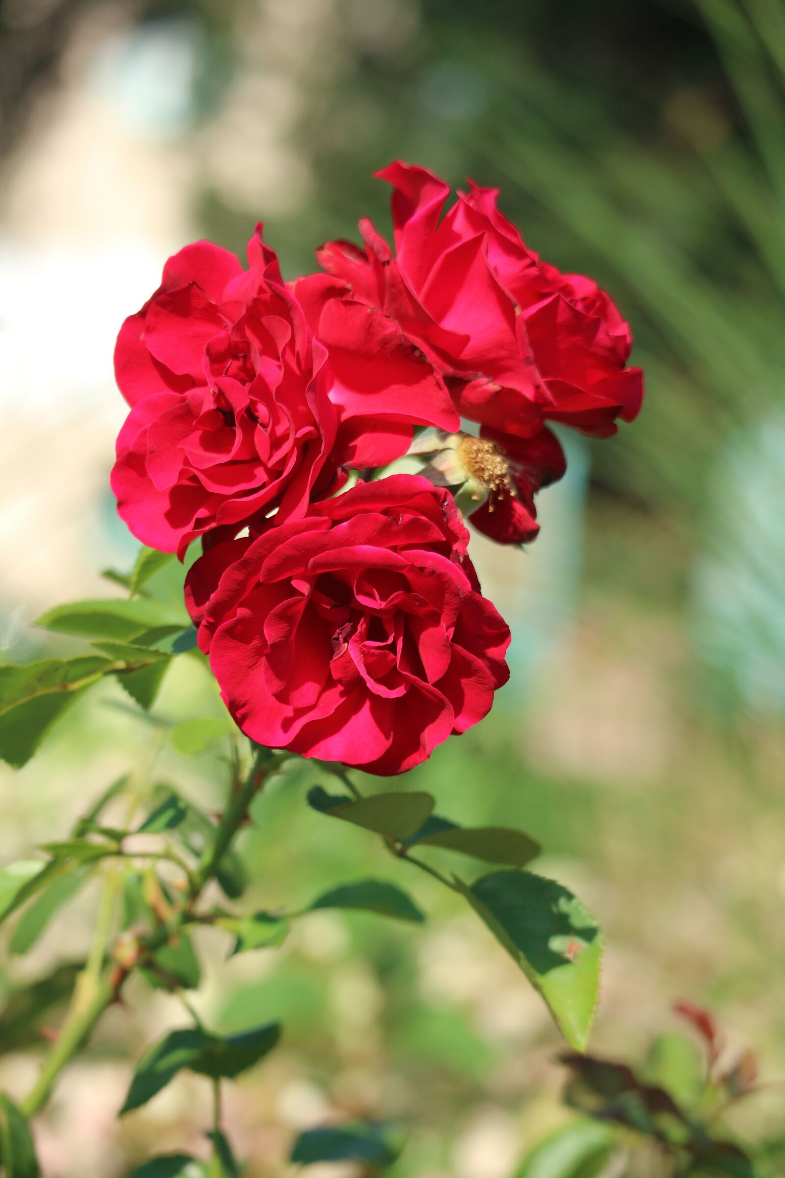 Canon EOS M10 sample photo. Roses, bloom, flowers photography