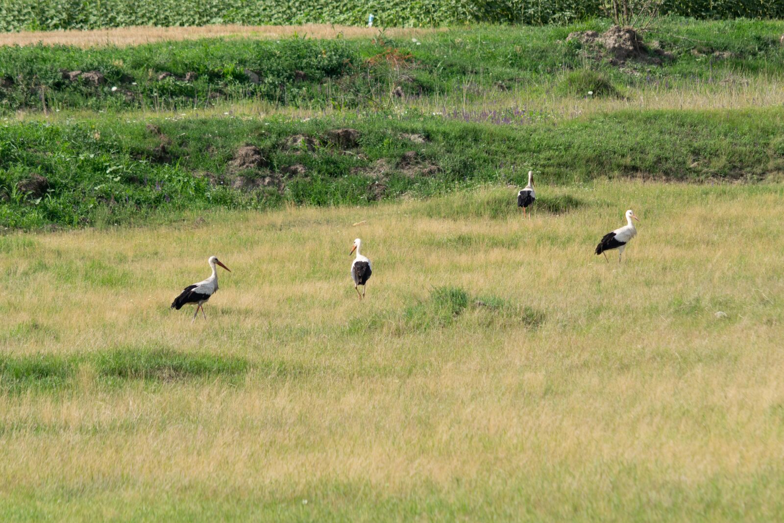Nikon D3300 sample photo. Stork, fly, bird photography