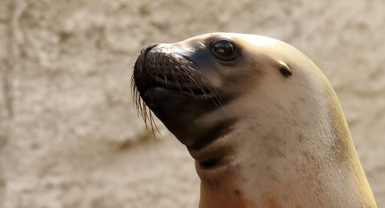 Nikon D7200 sample photo. Seal, sea lion, swim photography