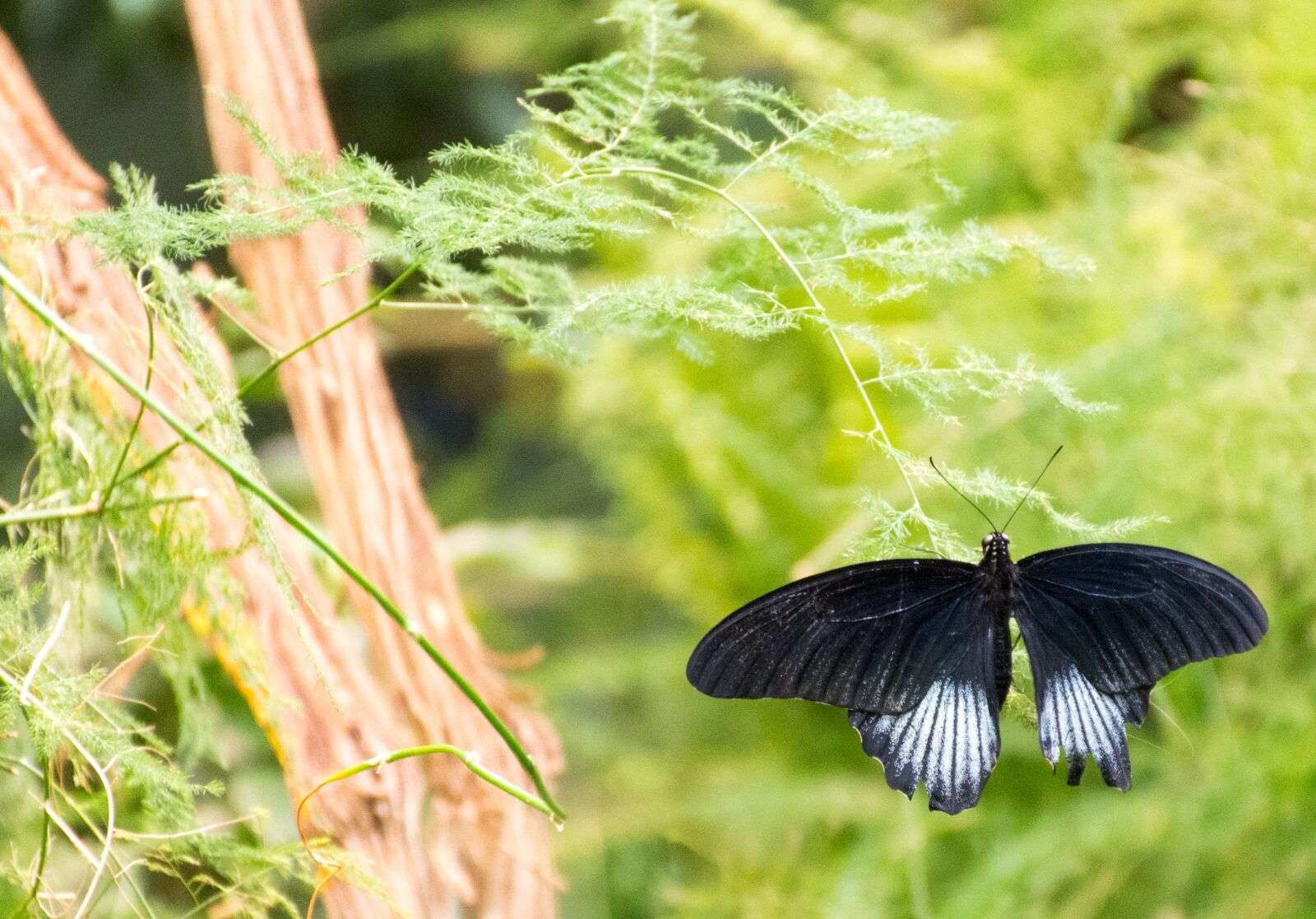 Nikon D7200 sample photo. Butterfly, black, white photography